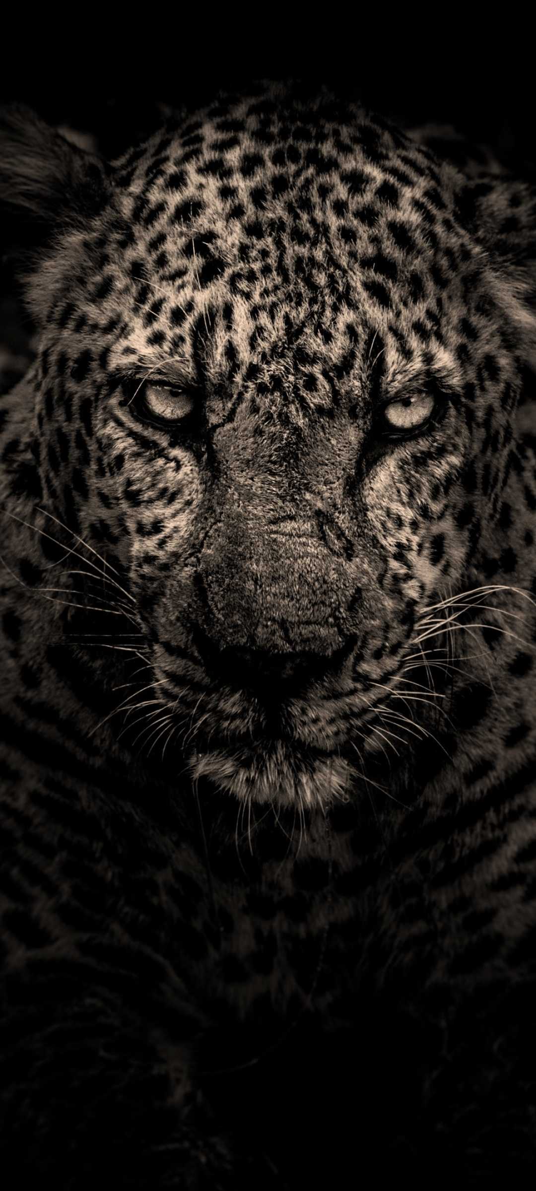 Volto leopardo su sfondo scuro, 1080x2400 Verticale, Mobile