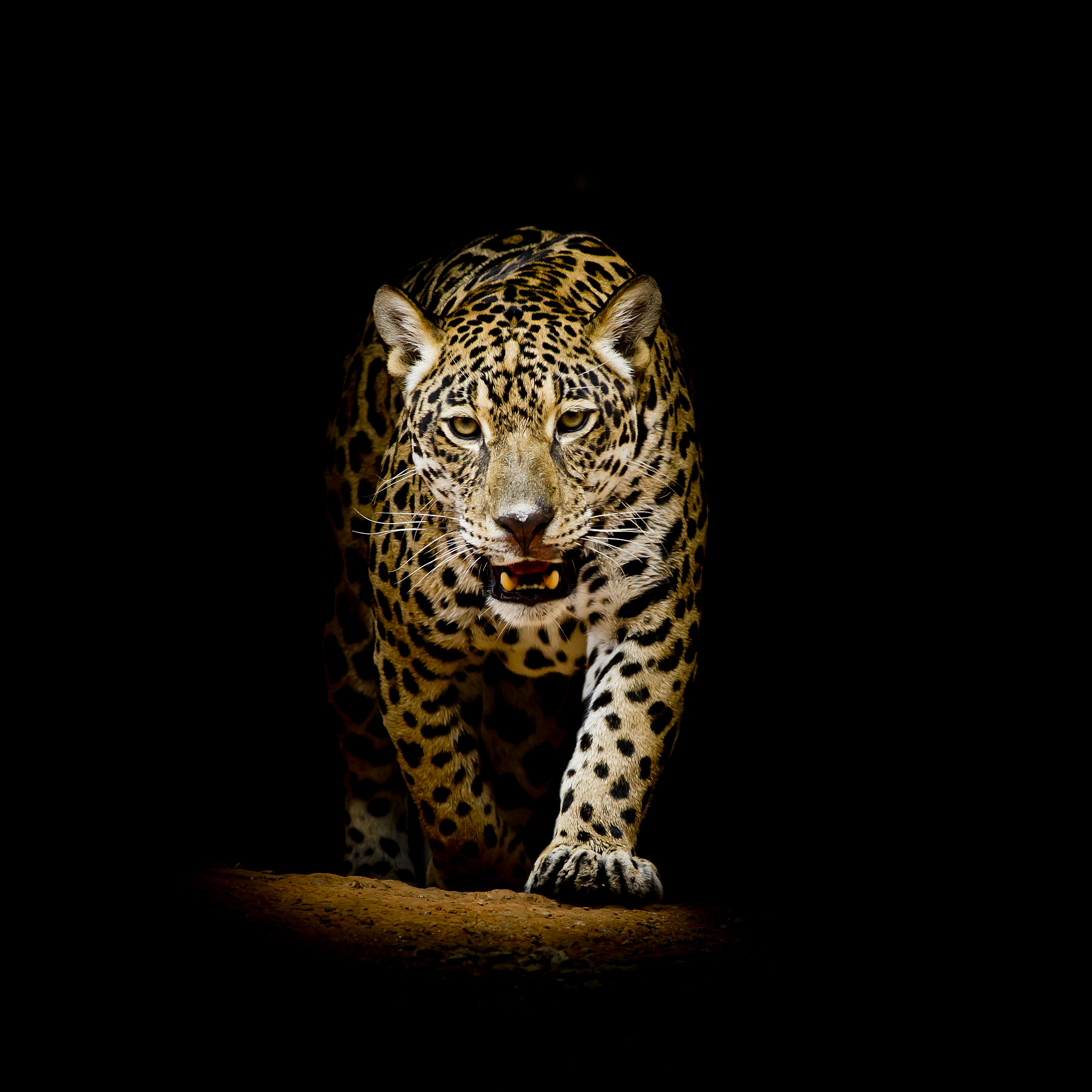 Leopardo su sfondo verde scuro, 1920x1200 Full HD+ WUXGA, PC