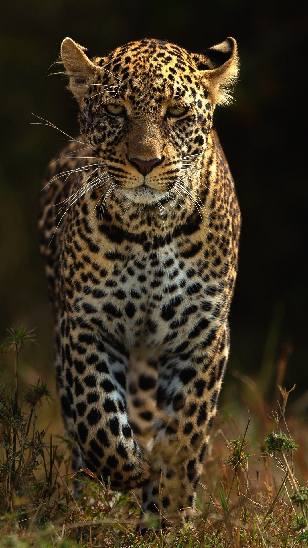 Leopardo su sfondo nero, 3840x3840 4K, Desktop 4K