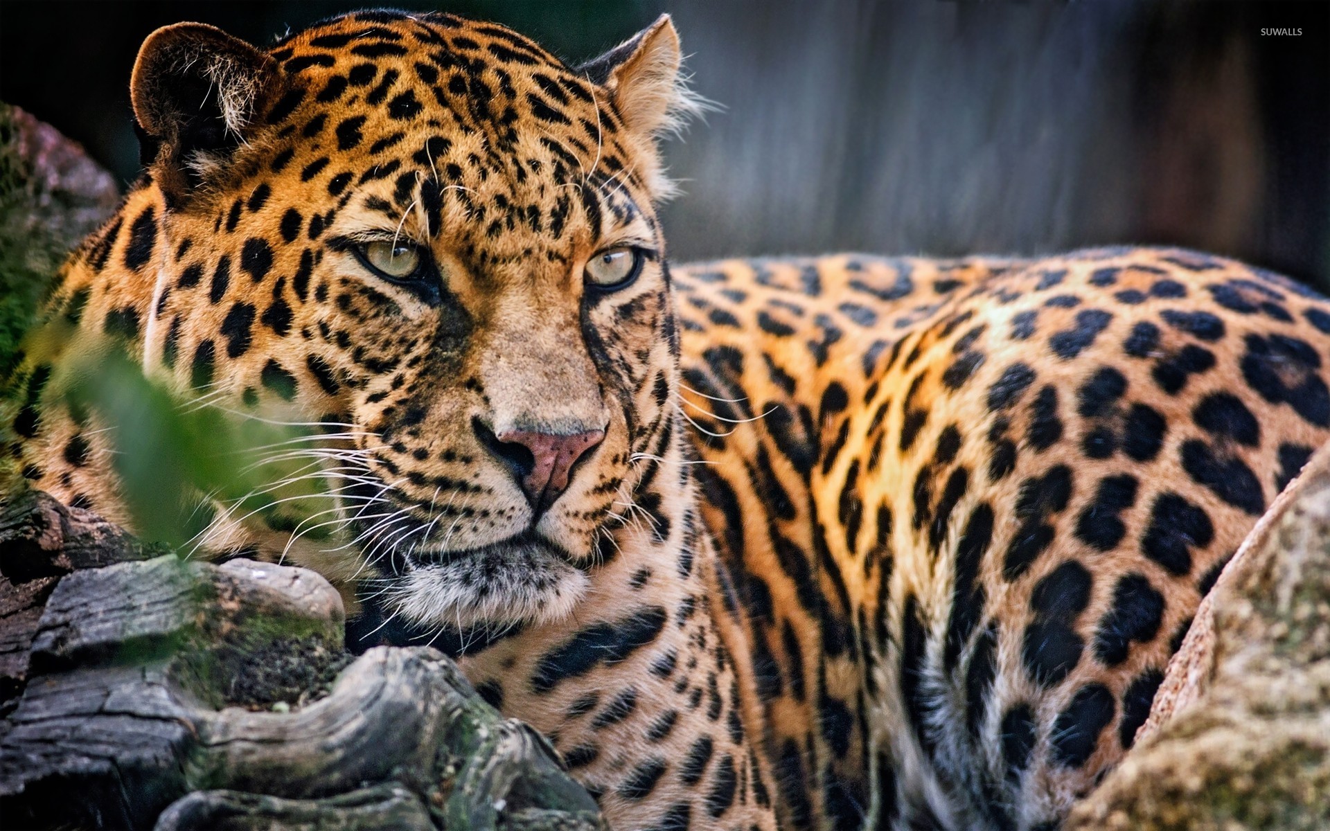 Leopardo nella savana, 1080x1920 Full HD Verticale, Smartphone