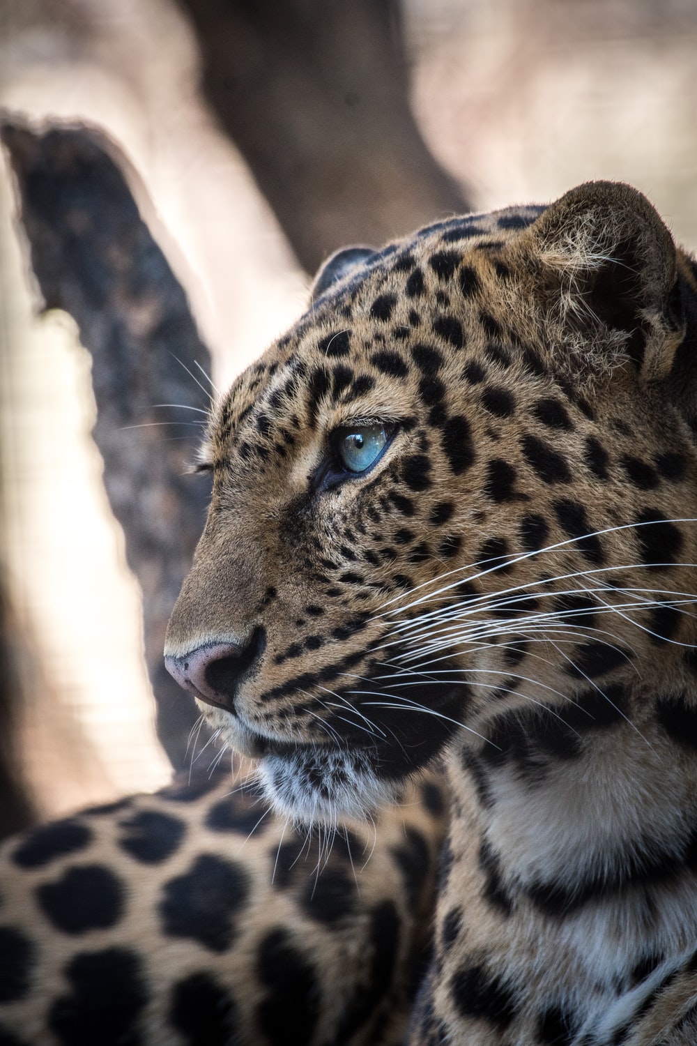 Leopardo occhi azzurri profilo, 1000x1500 Verticale, Telefono