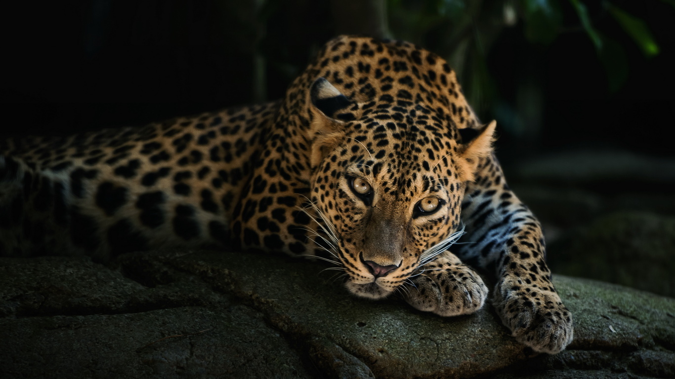 Leopardo sdraiato su tronco, 1920x1200 Full HD+ WUXGA, PC Desktop