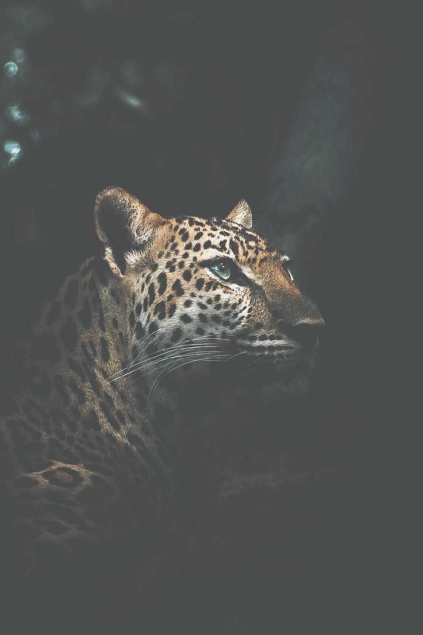Leopardo sdraiato su roccia, 1366x768 720p, PC