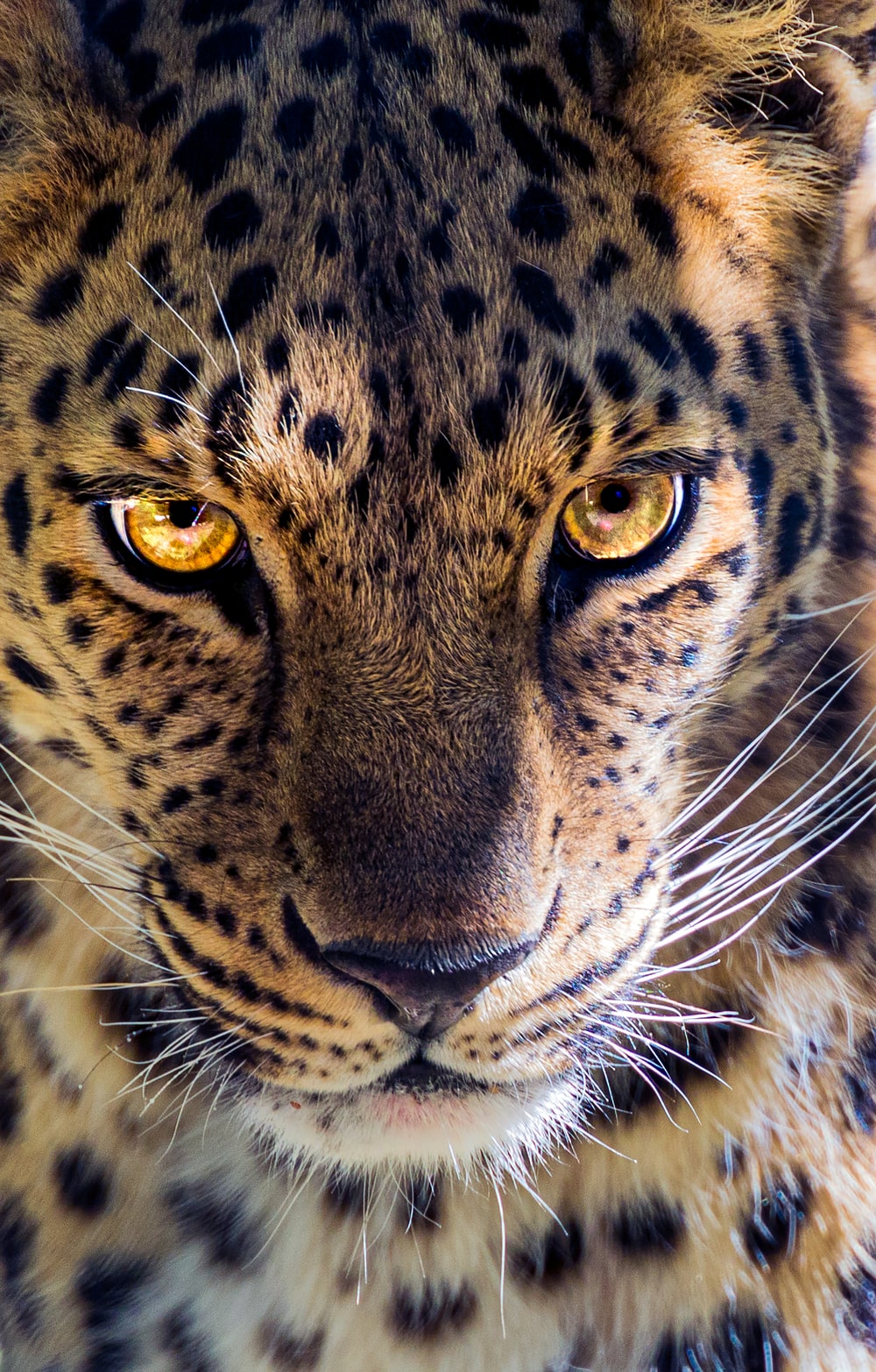 Leopardo su sfondo scuro, 853x1280 Verticale, Mobile