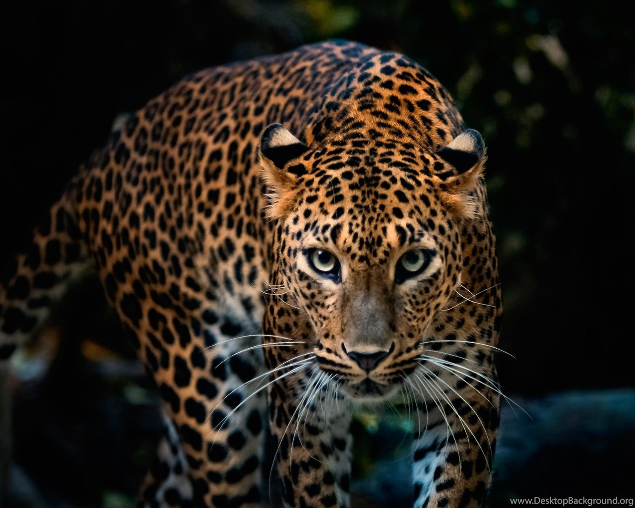 Volto di leopardo primo piano, 1000x1566 Full HD Verticale, Smartphone