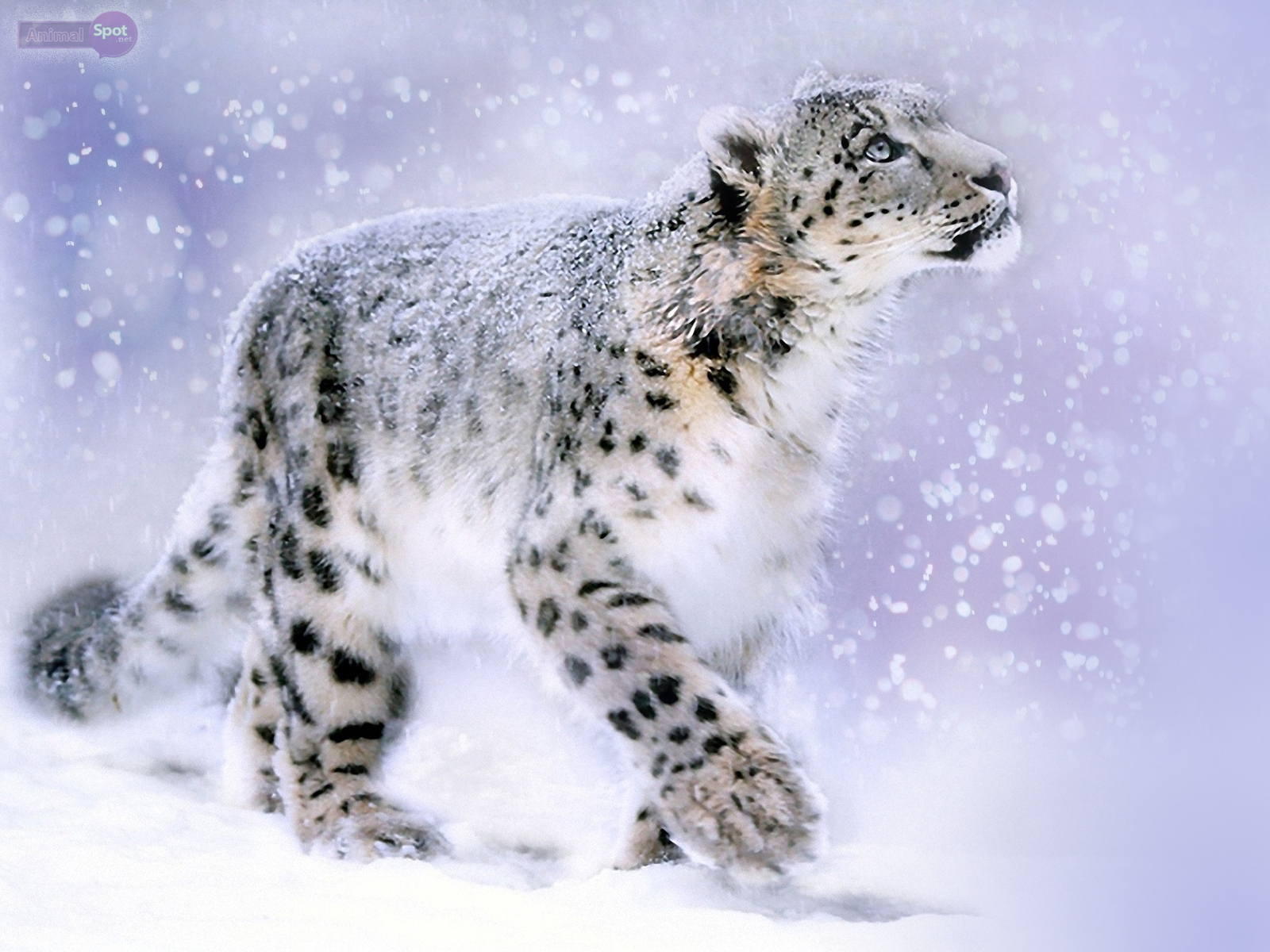 Leopardo su sfondo verde, 2048x1358 2K, Laptop