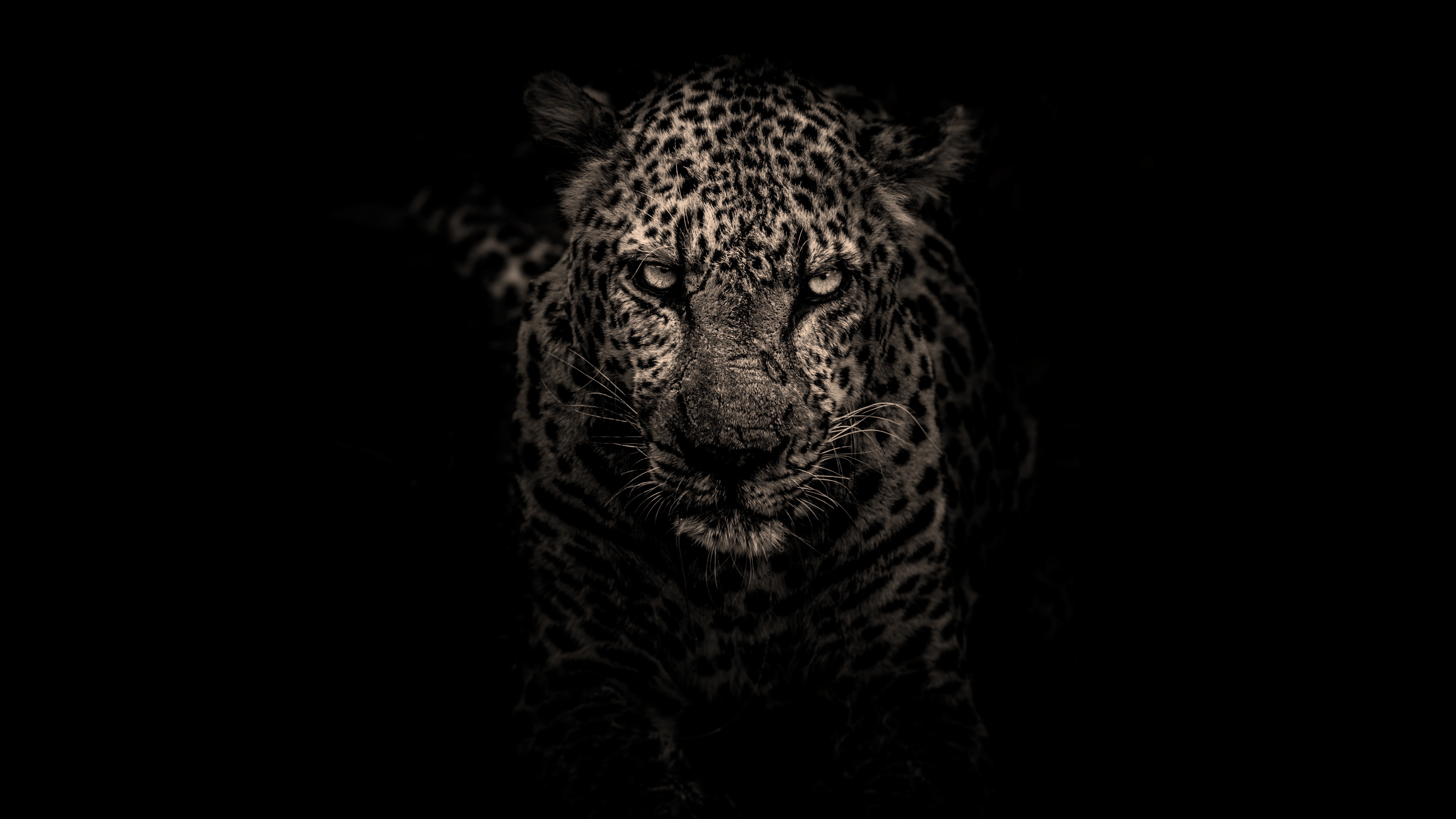 Leopardo nella giungla, 1080x2280 Full HD Verticale, Samsung Galaxy