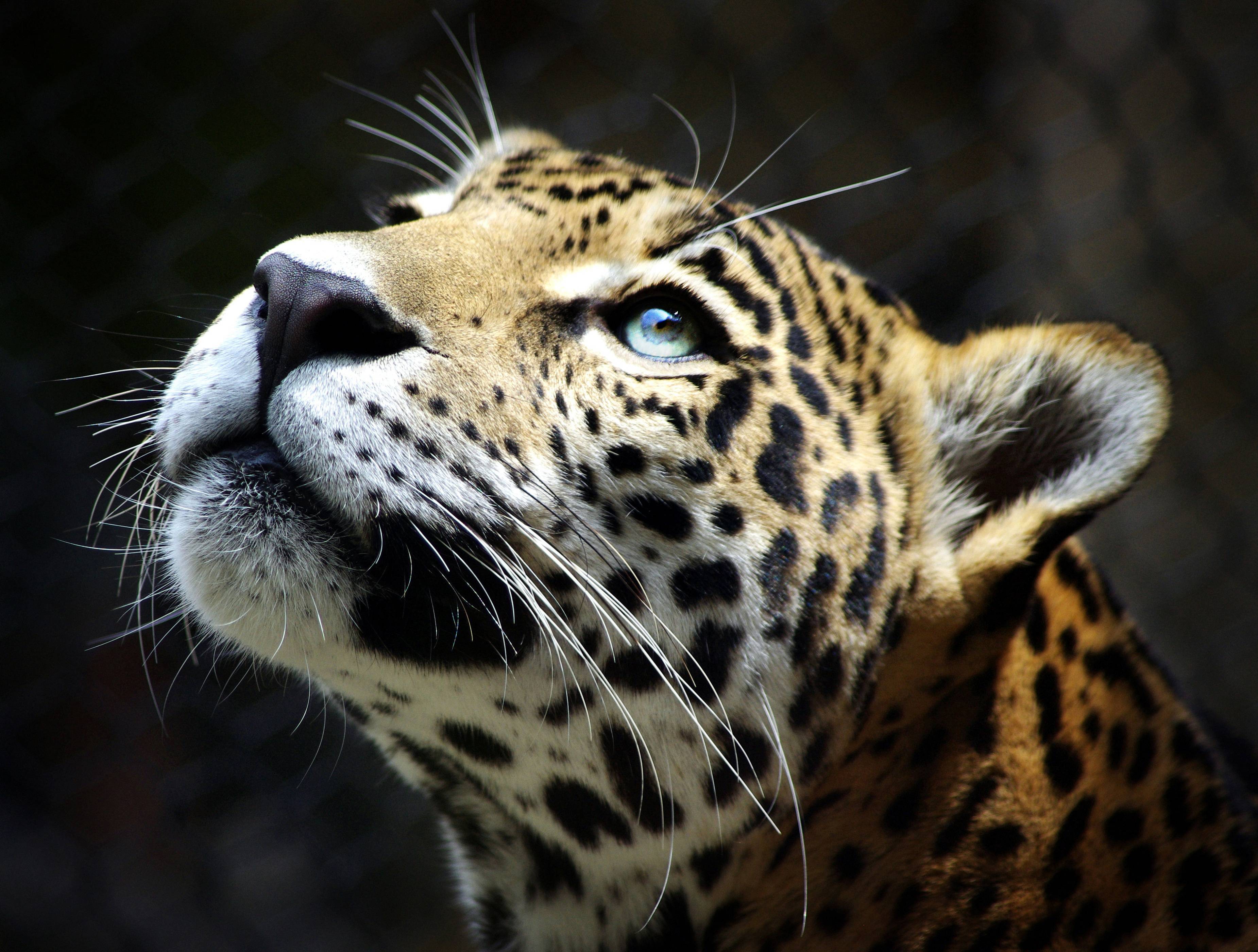 Leopardo primo piano occhi azzurri, 3700x2800 WQXGA, PC
