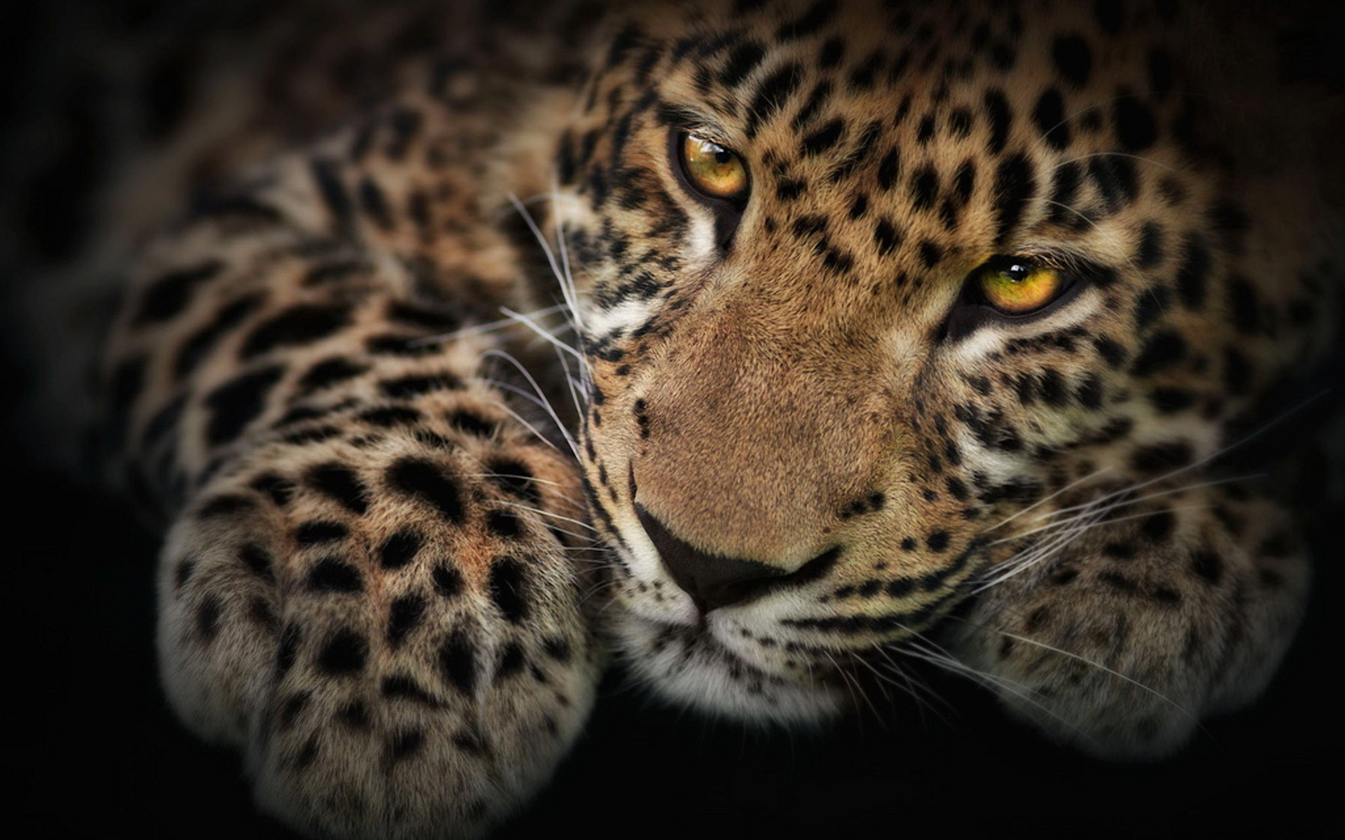 Leopardo bianco e nero artistico, 1366x768 HD, Desktop