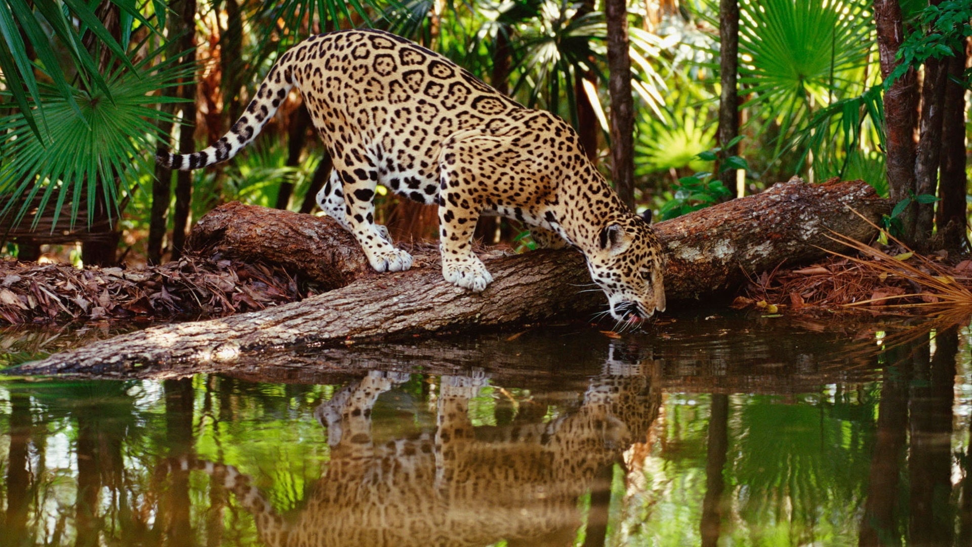 Leopardo sdraiato su roccia, 1600x900 HD Ready, PC
