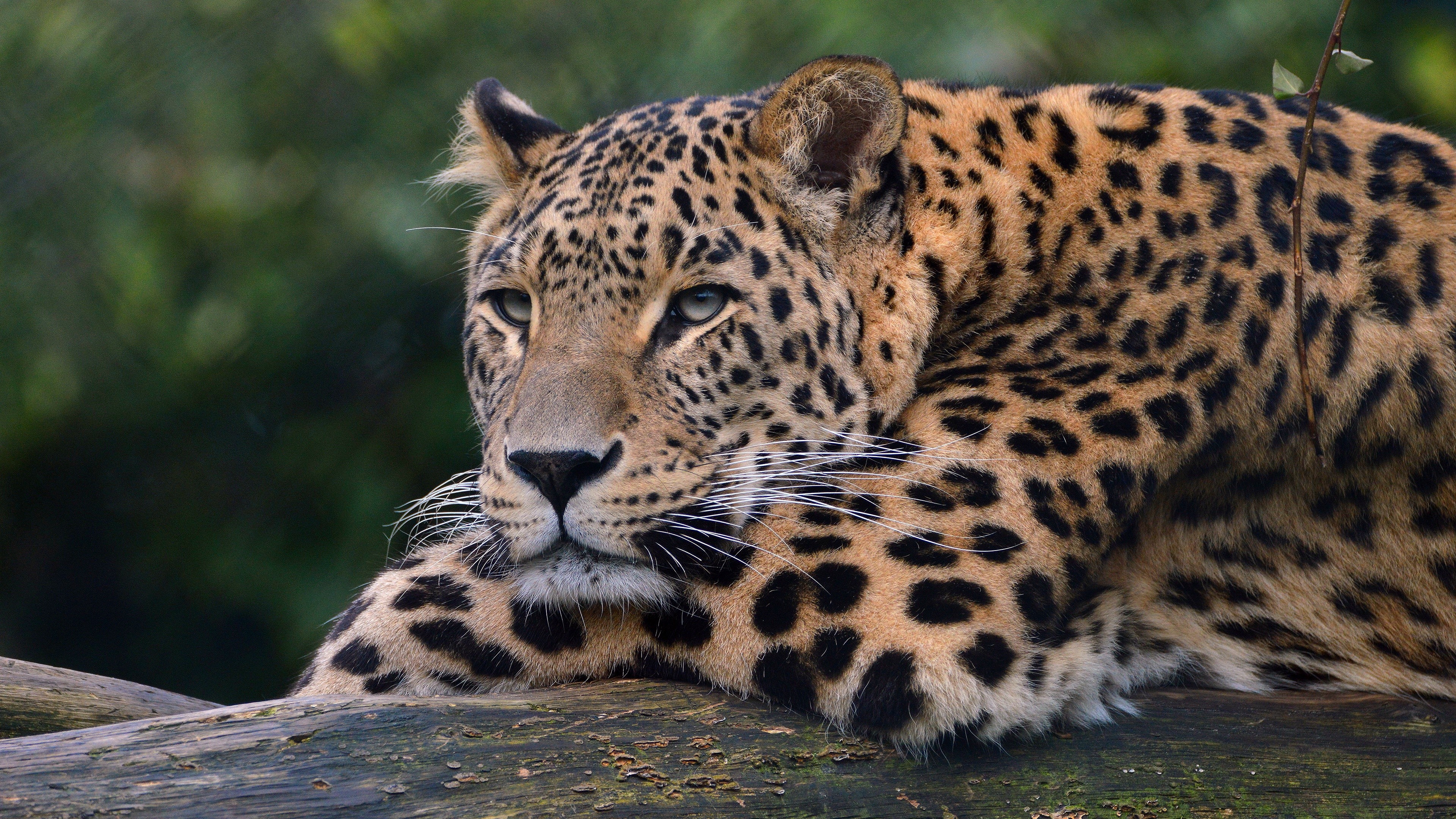 Leopardo che beve acqua, 1920x1080 1080p, Laptop
