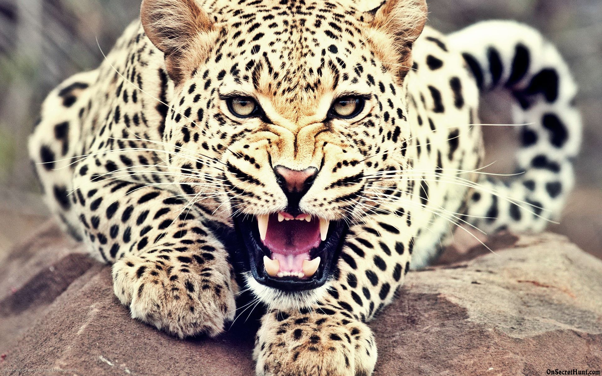 Leopardo su ramo giungla, 1920x1080 Full HD 1080p, PC