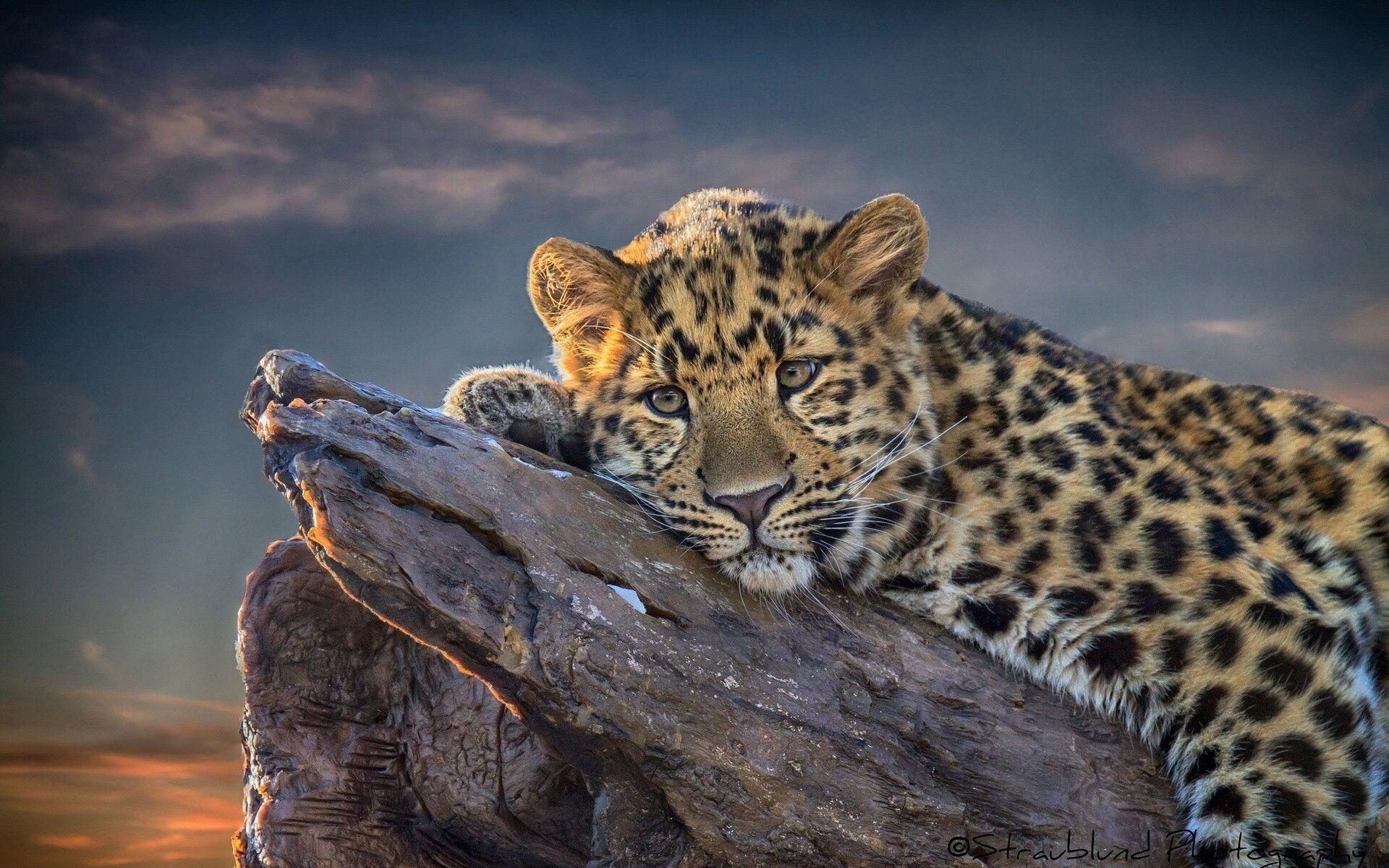 Leopardo sdraiato su roccia, 1920x1200 WUXGA, PC Desktop