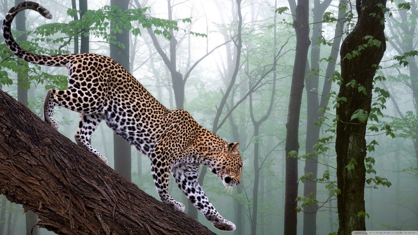 Leopardo nel deserto arancione, 1200x900 HD, Desktop
