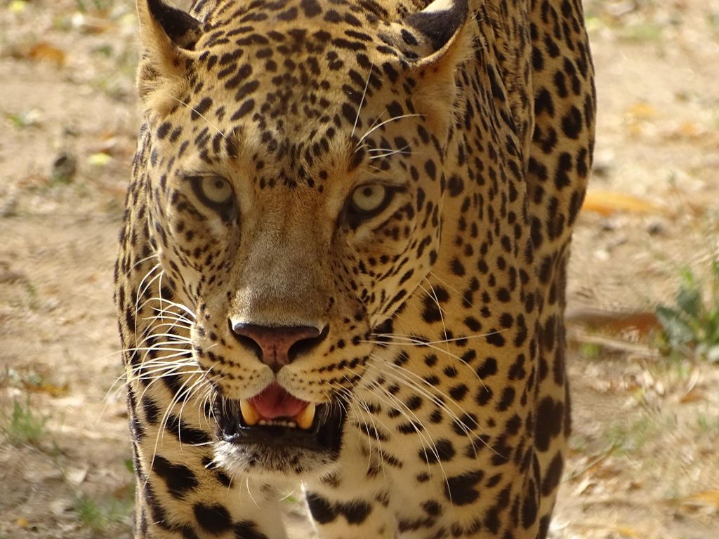 Pelliccia maculata leopardo, 1920x1200 Full HD+, iMac