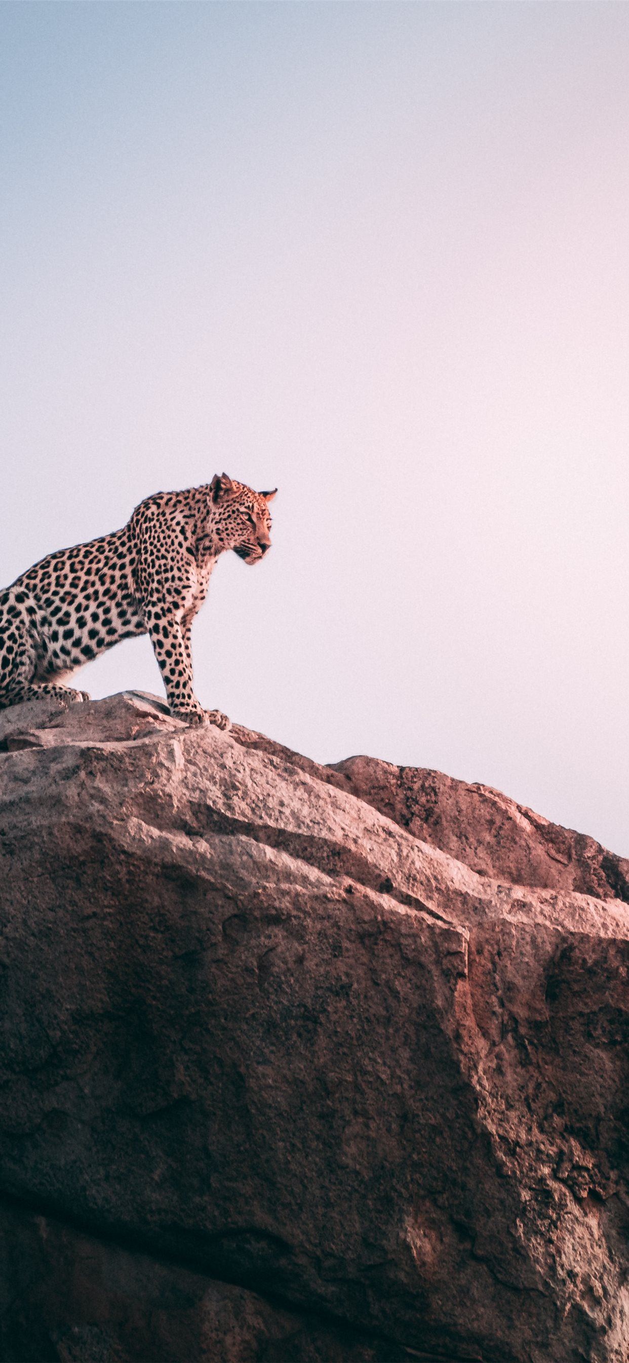 Leopardo sdraiato su roccia, 3840x2160 4K, Desktop 4K