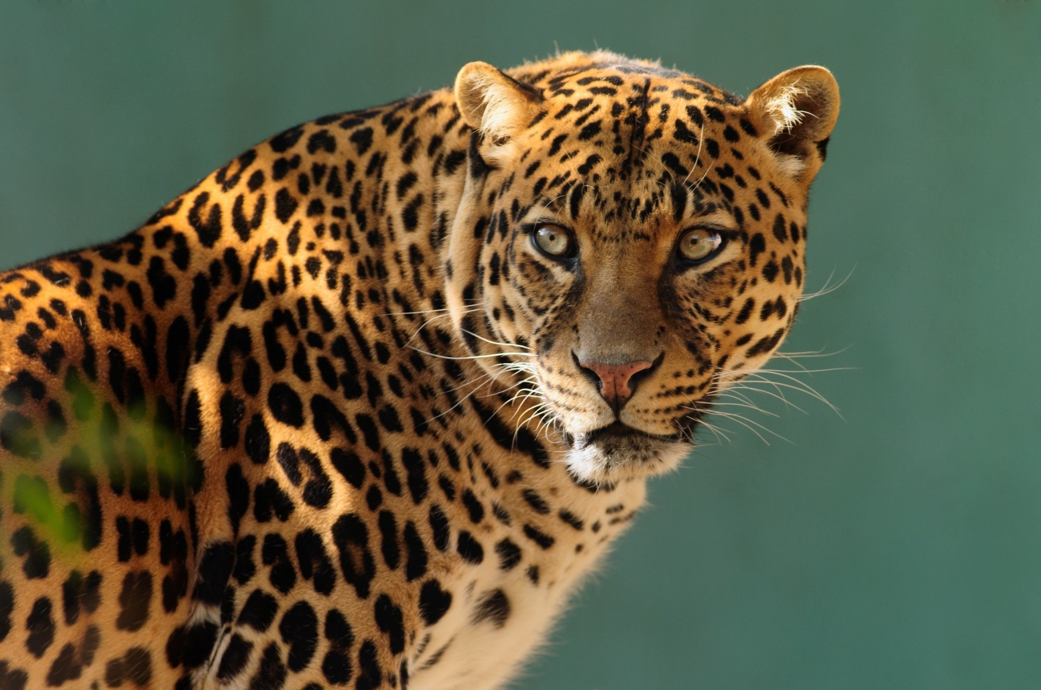 Leopardo che cammina nella savana, 1920x1080 Full HD, Desktop