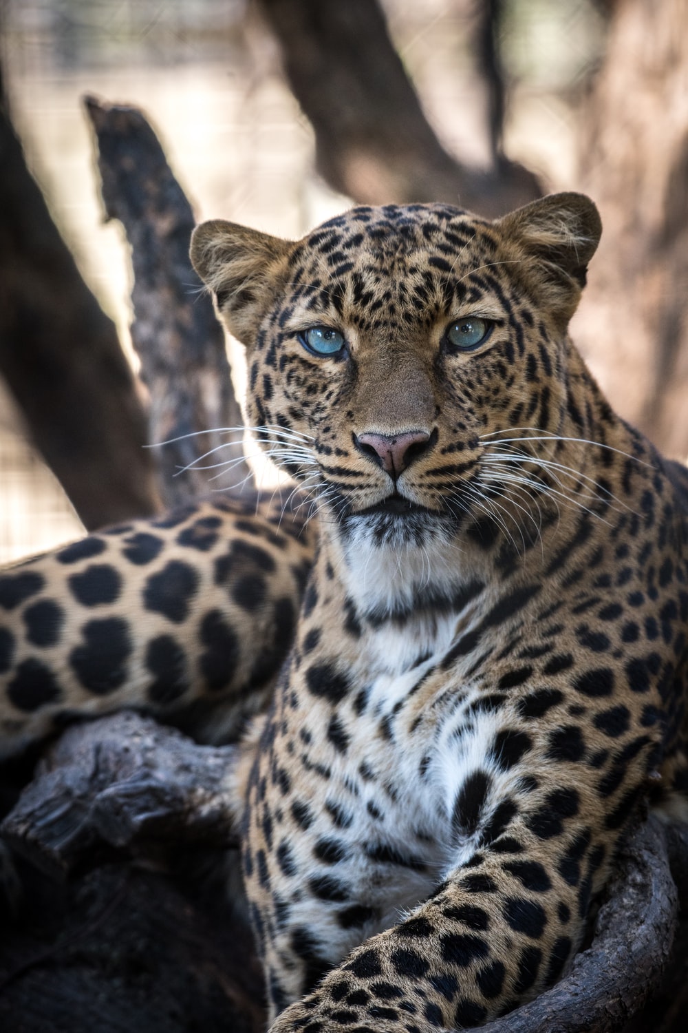 Leopardo con occhi azzurri, 1000x1500 Full HD Verticale, Smartphone