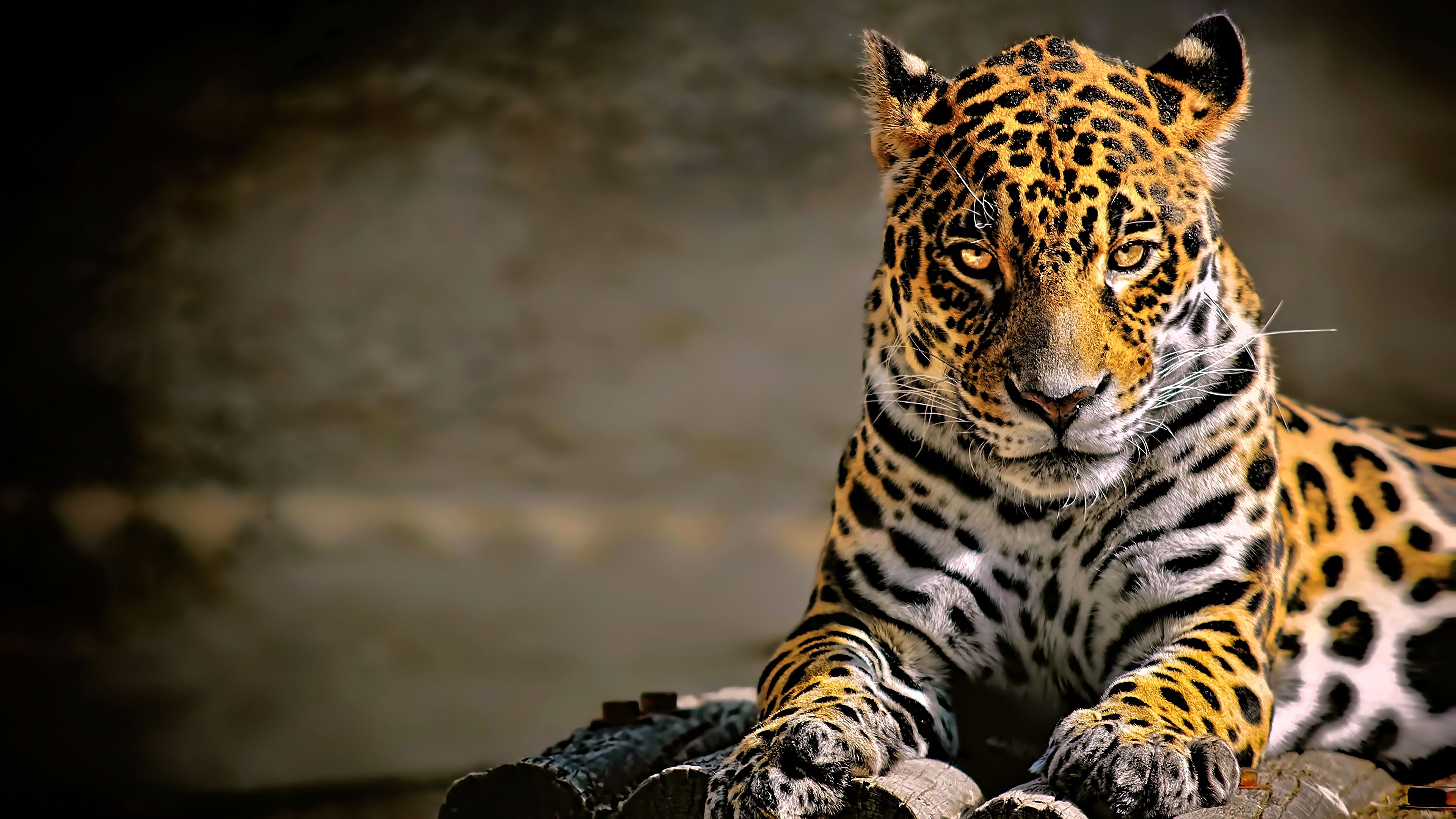 Leopardo sdraiato su roccia, 3840x2160 4K Ultra HD, Monitor 4K