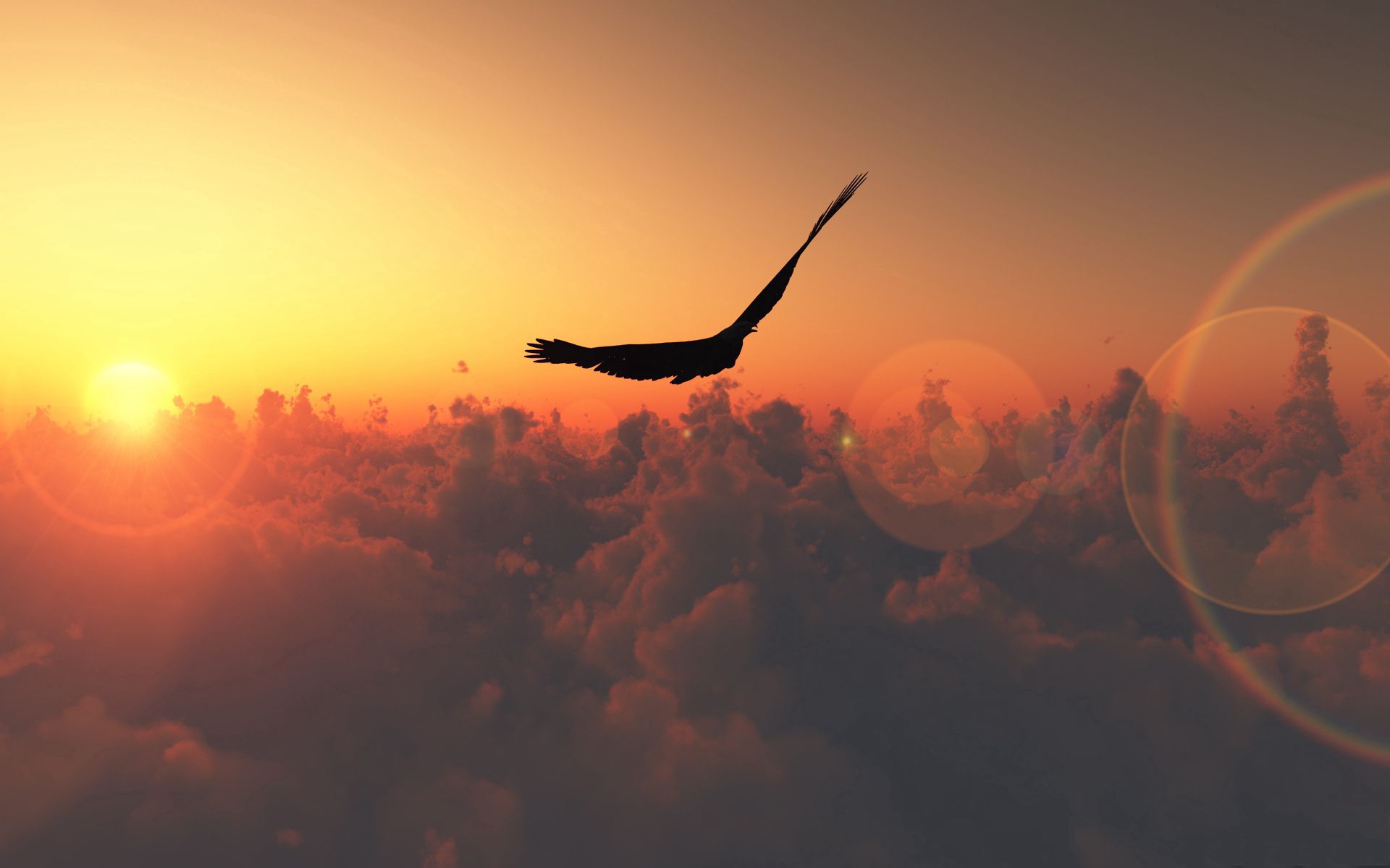 Uccello in volo tramonto nuvole, 1920x1200 WUXGA, Laptop