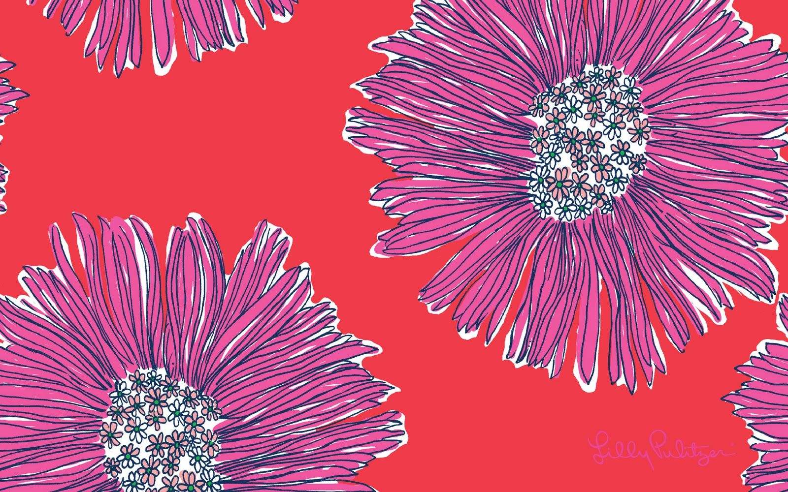 Fiori rosa su sfondo rosso, 1600x1000 900p, Desktop