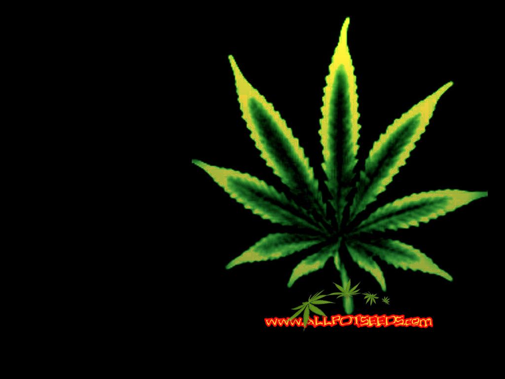 Foglia di marijuana verde, 1024x768 HD, Desktop