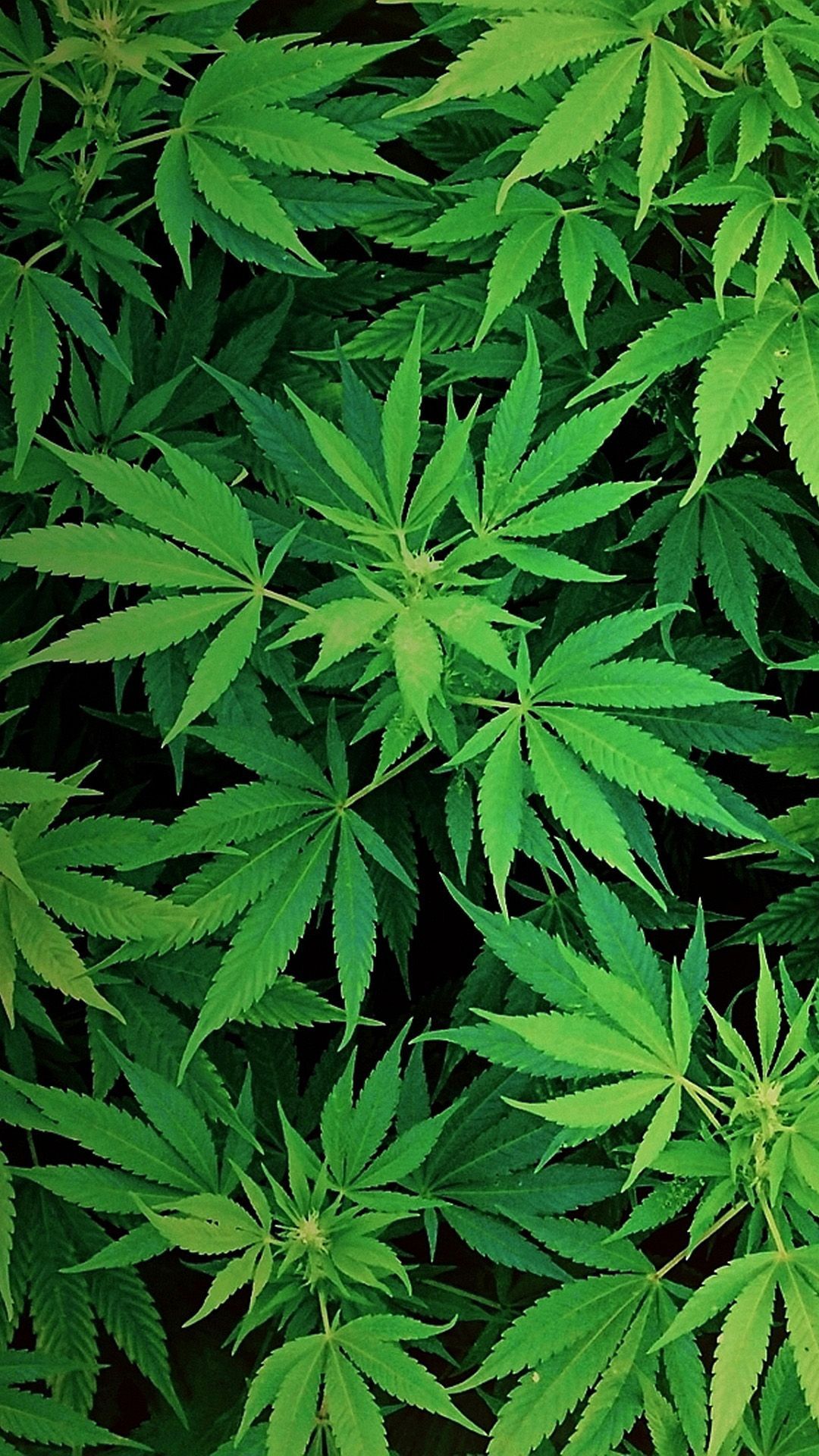 Foglia marijuana logo verde, 1920x1200 Full HD+, Desktop