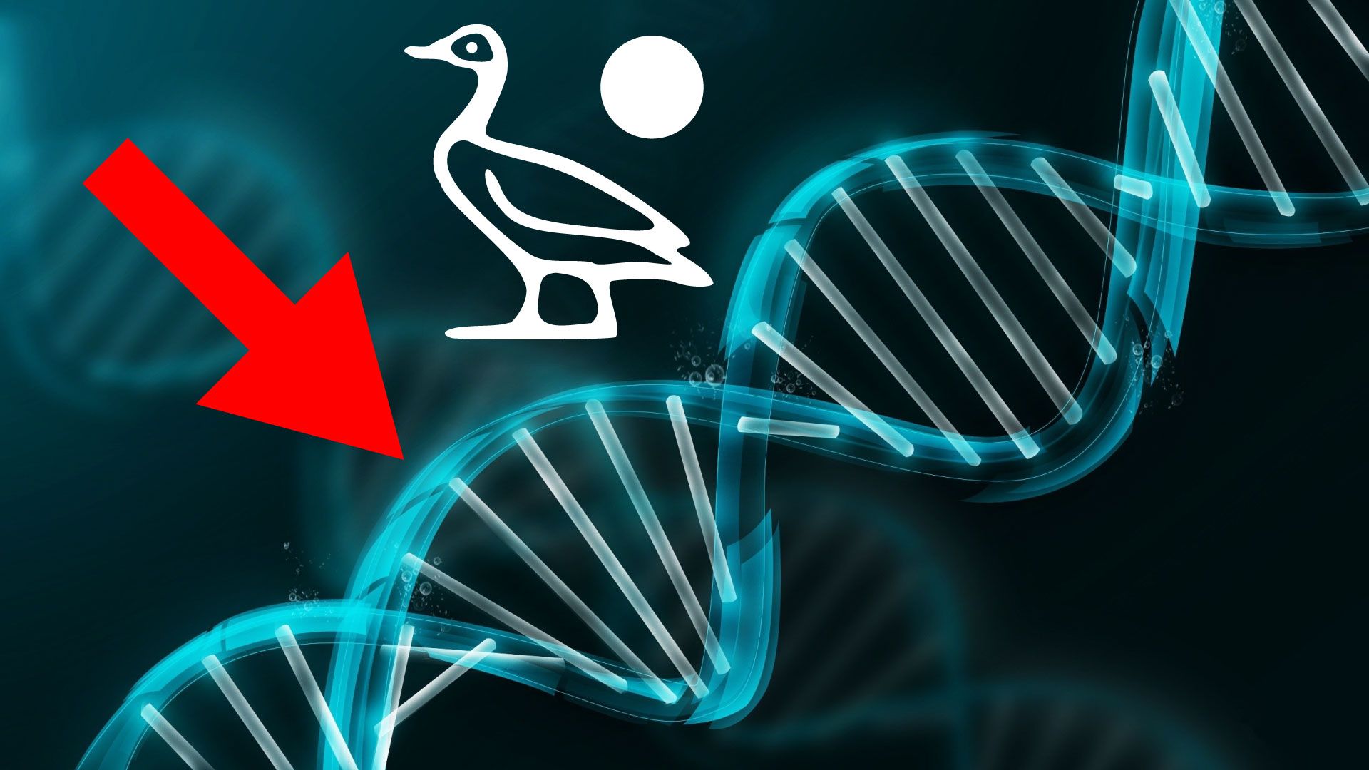 DNA elica con anatra e freccia, 1920x1080 Full HD 1080p, PC