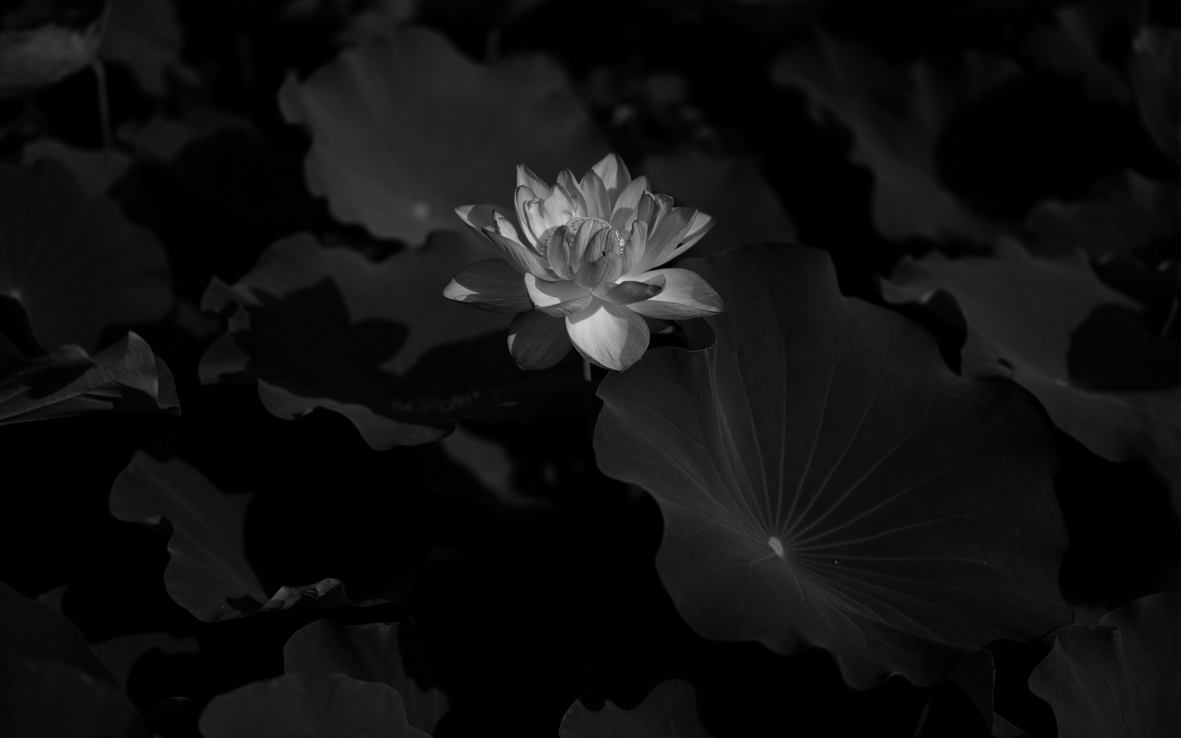 Fiore di loto bianco e nero, 3840x2400 4K, Desktop 4K