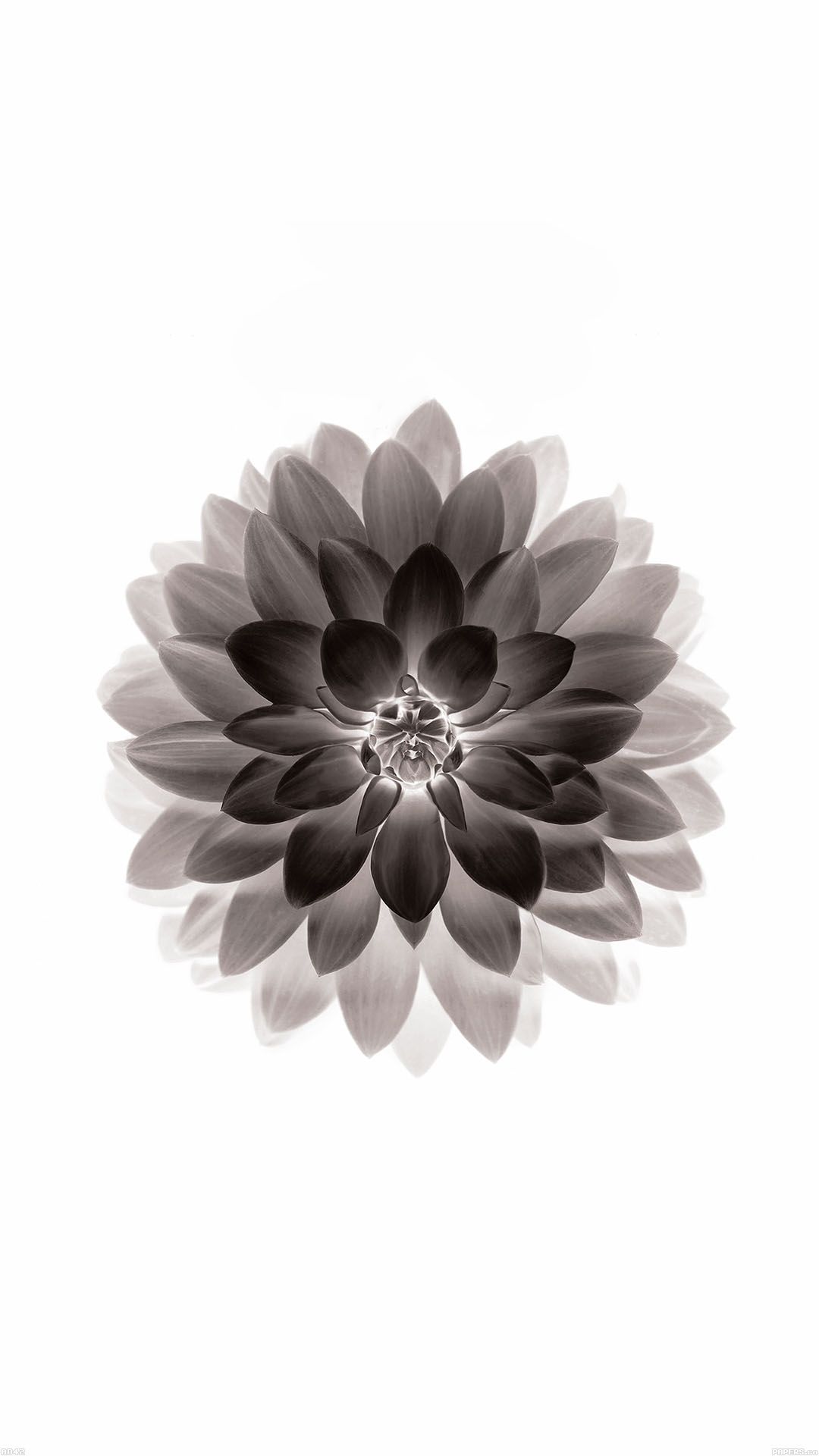 Fiore di loto nero astratto, 1280x1024 HD, Desktop
