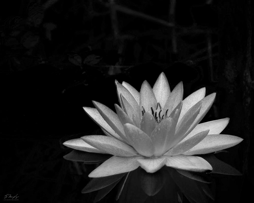 Fiore loto nero sfondo bianco, 1080x1920 Full HD Verticale, Smartphone