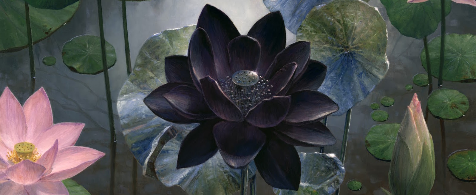 Fiore di loto bianco su nero, 1000x800 HD, Desktop