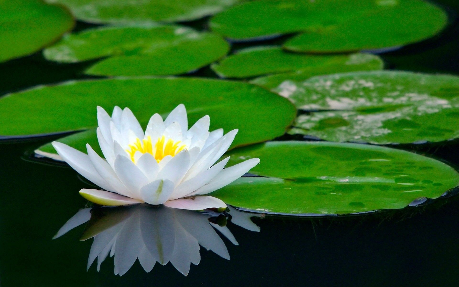 Fiore di loto nero, 1596x656 21:9, Ultrawide
