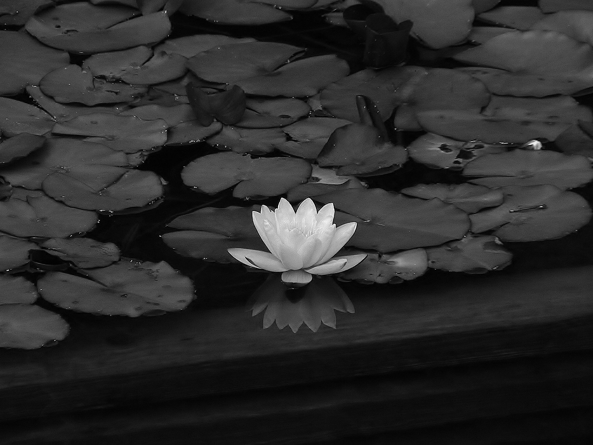 Fiore di loto bianco acqua, 2016x1512 2K, iMac