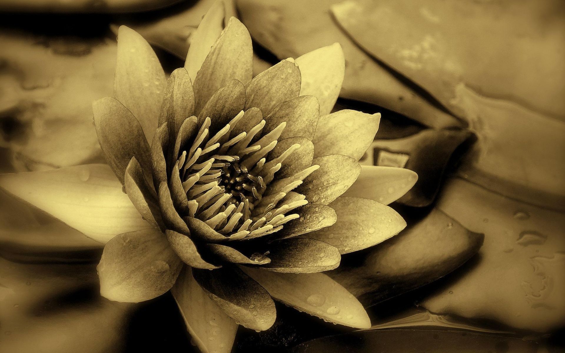 Loto nero luminoso 3D, 1920x1080 1080p, Desktop