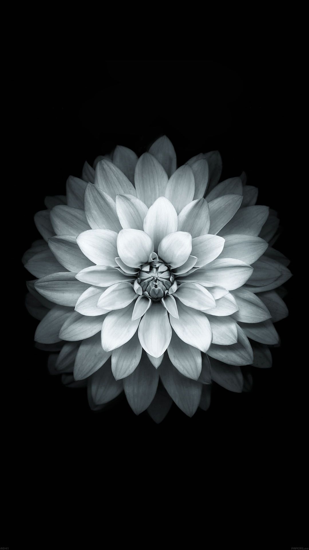 Loto blu luminoso digitale, 1920x1080 Full HD, Desktop