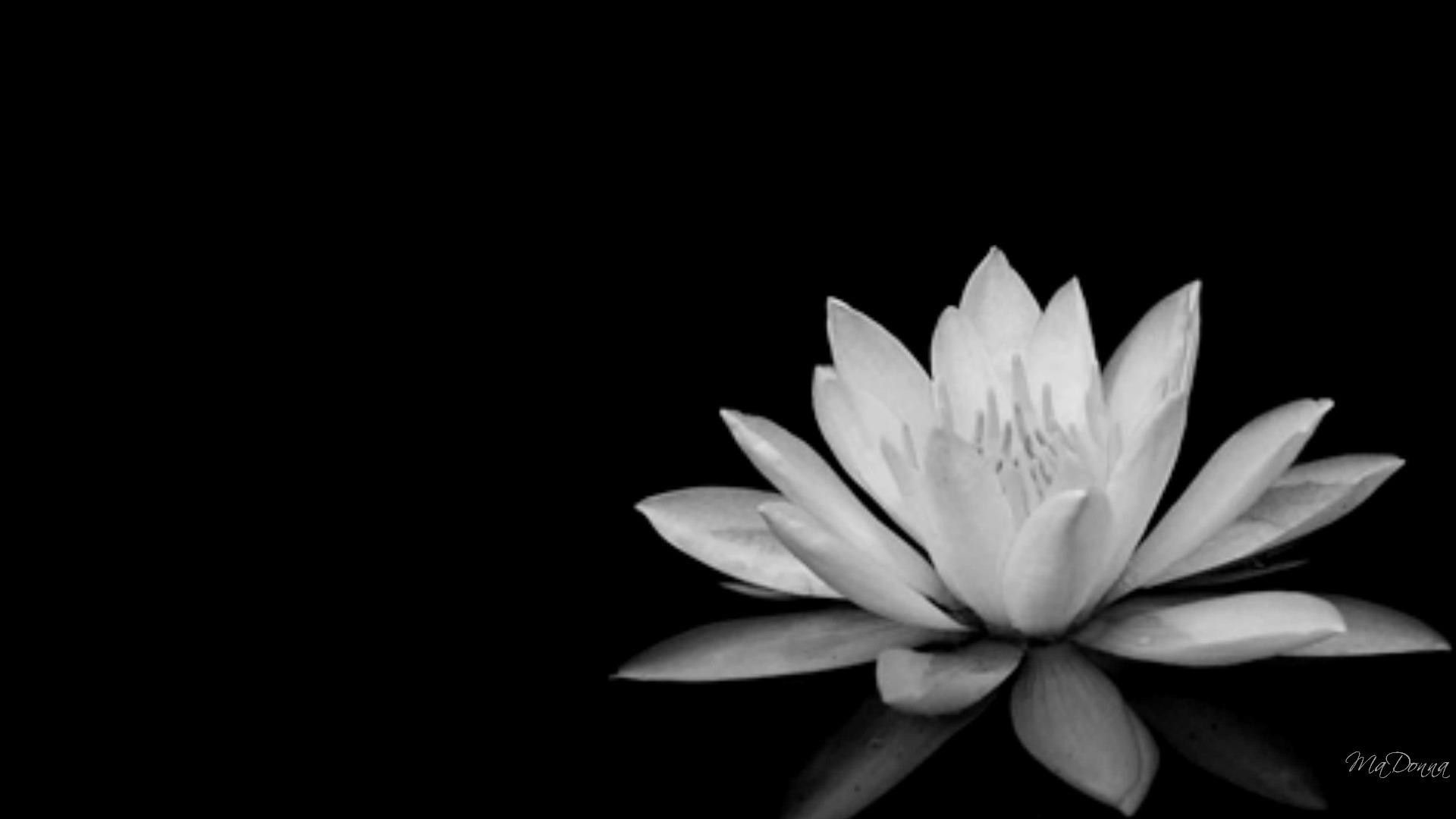 Fiore di loto bianco nero, 1920x1080 1080p, Desktop