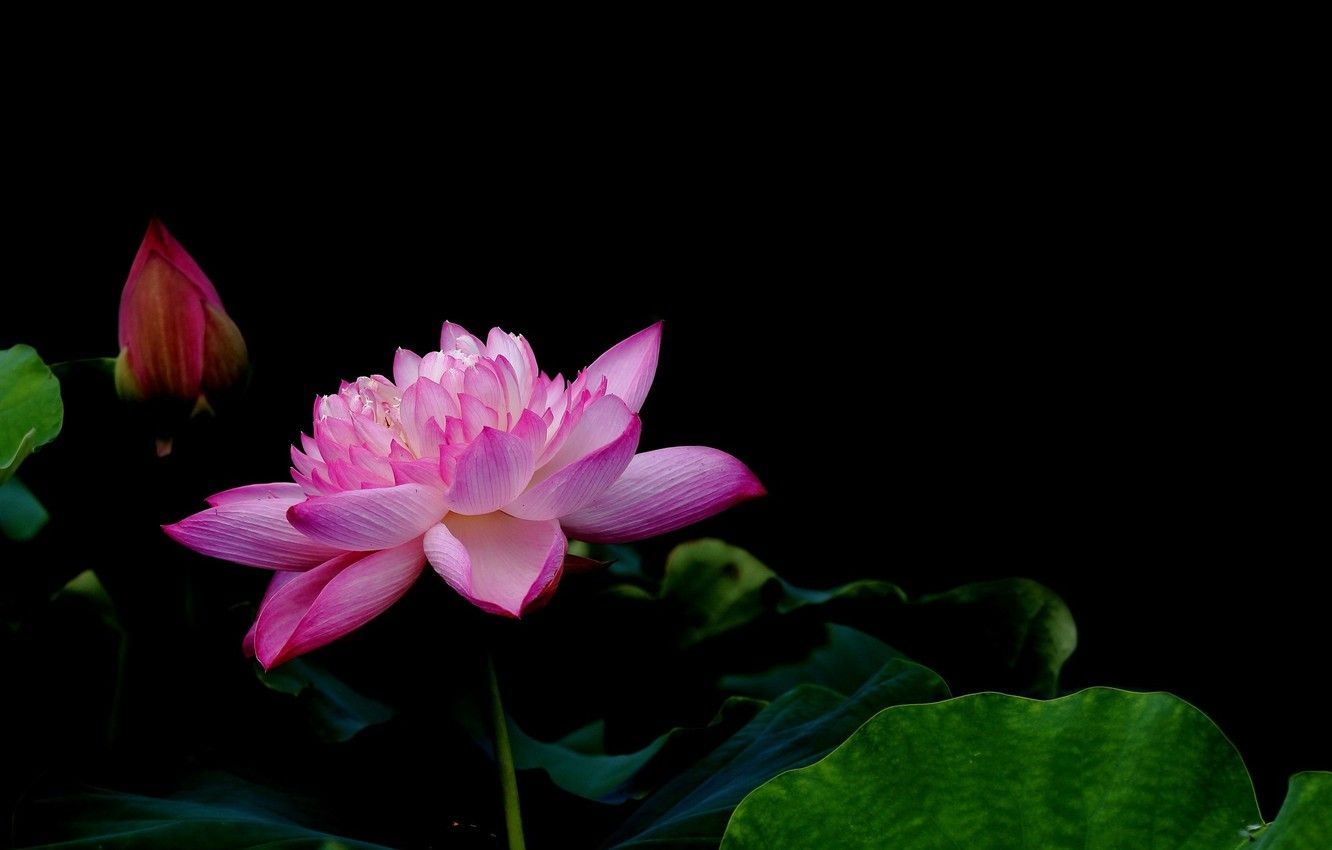 Fiore di loto rosa su acqua, 1600x1200 HD, Desktop