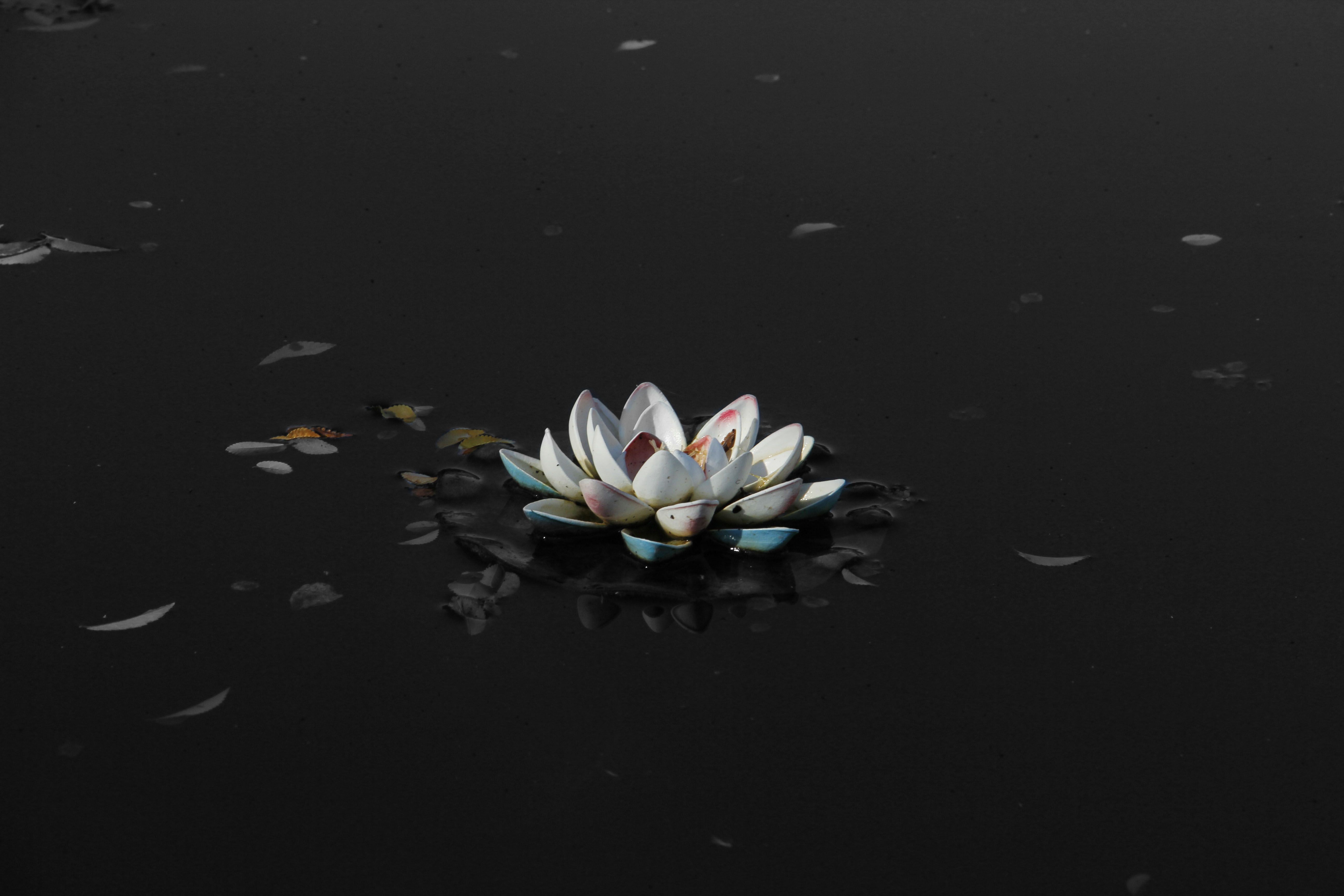 Fiore di loto nero acqua, 5184x3456 UHD, PC 4K