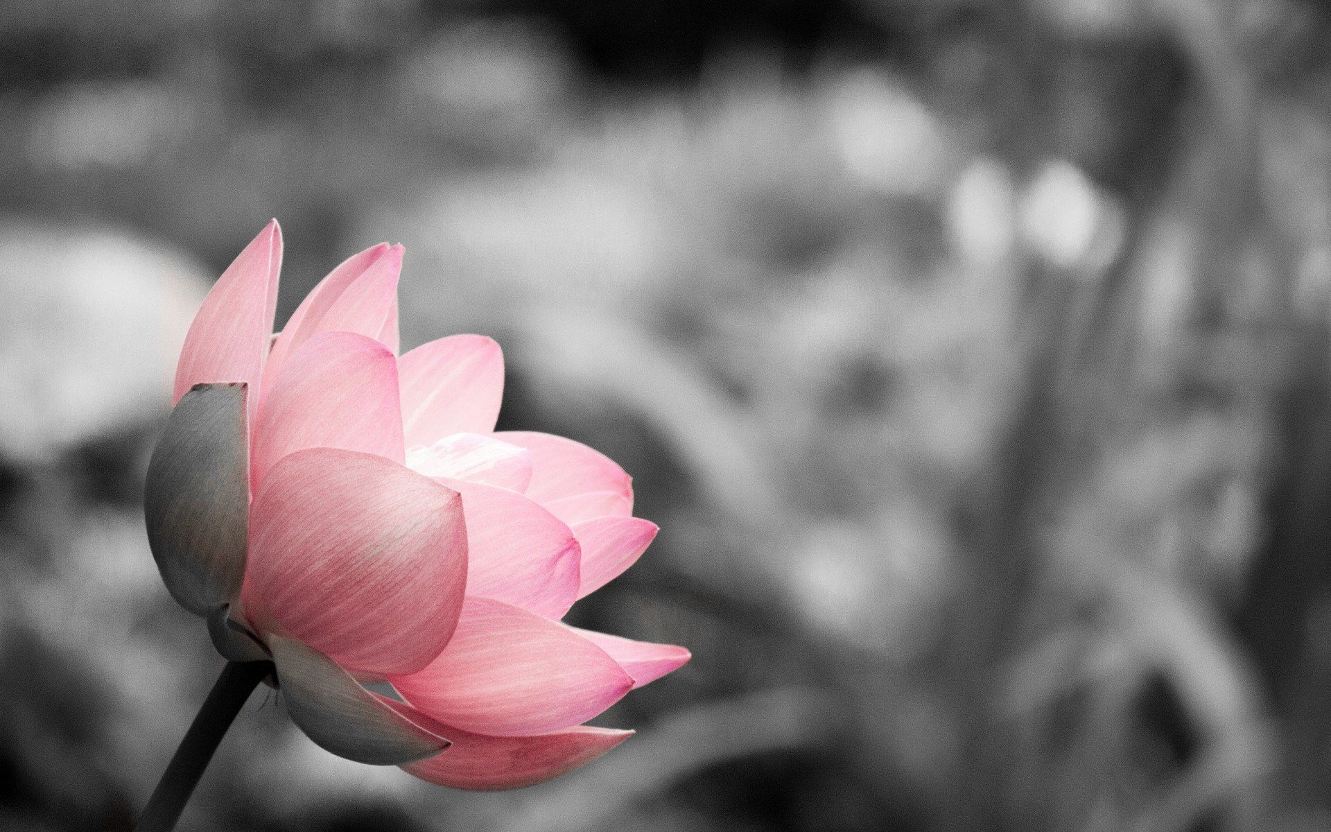 Fiore di loto rosa su nero, 1332x850 HD, Desktop