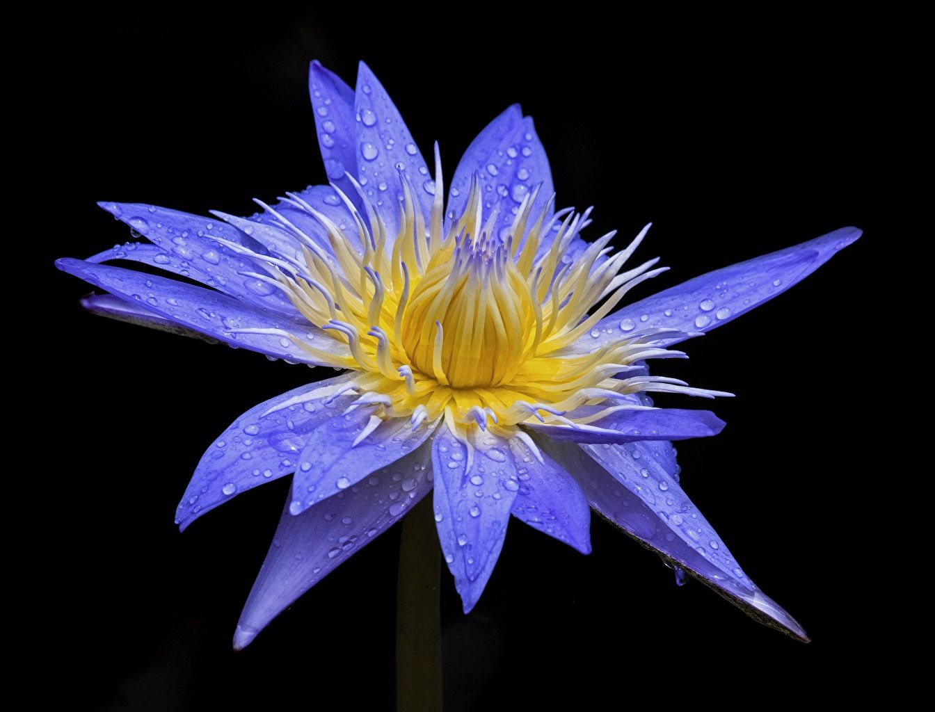 Fiore di loto rosa, 1332x850 720p, Laptop
