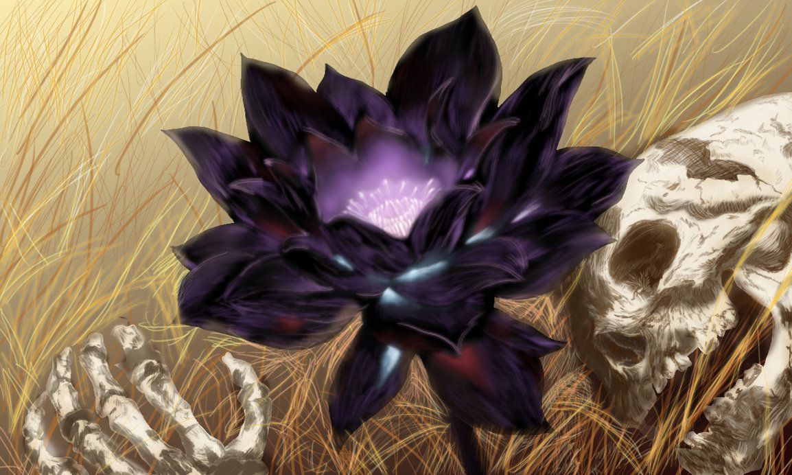 Fiore di loto nero digitale, 1280x1024 720p, PC