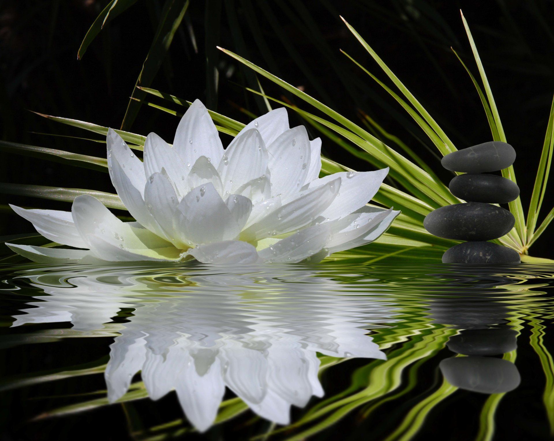 Fiore di loto bianco con pietre, 1920x1200 Full HD+ WUXGA, PC