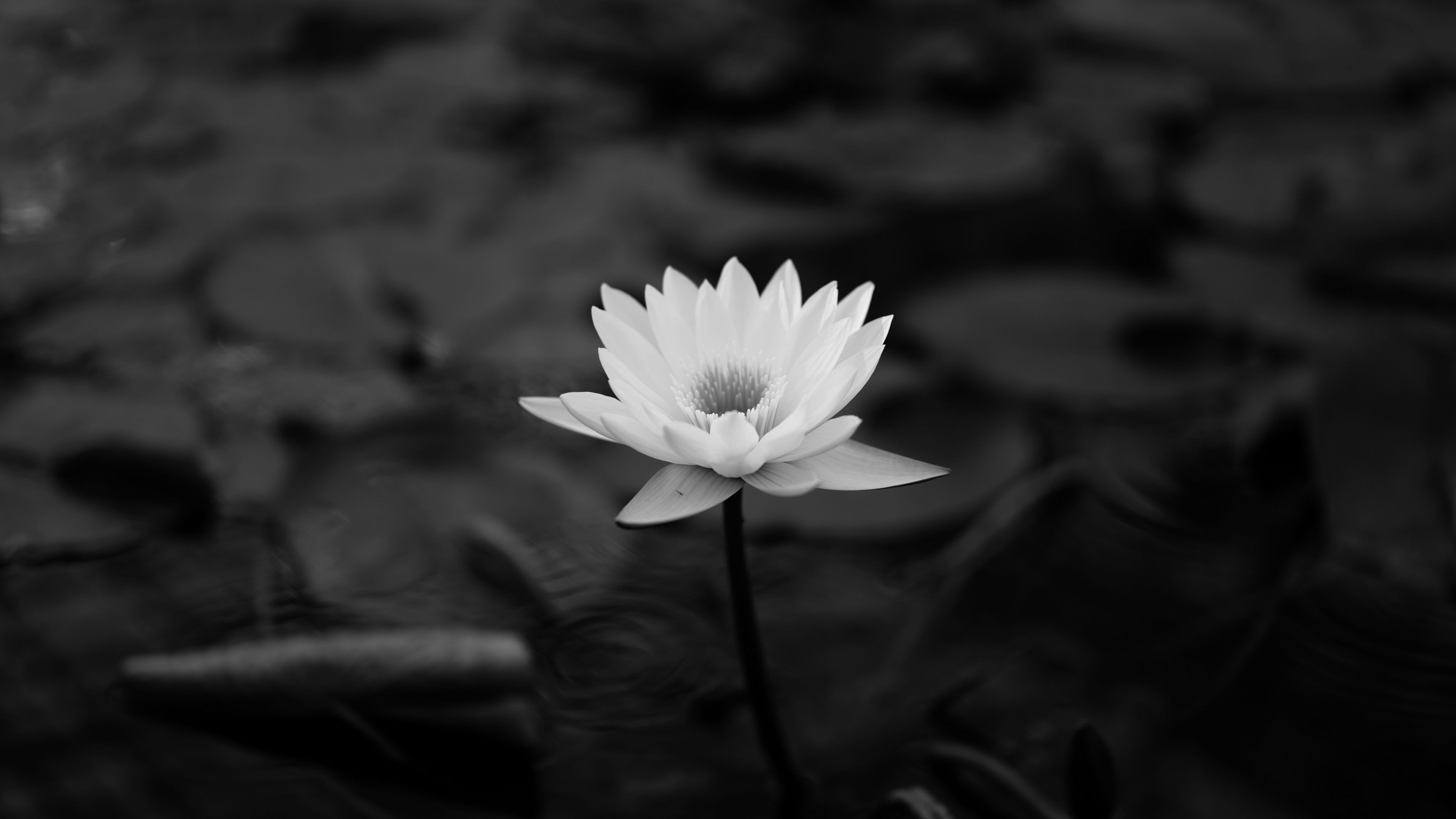 Fiore di loto nero scuro, 1056x790 HD, Laptop