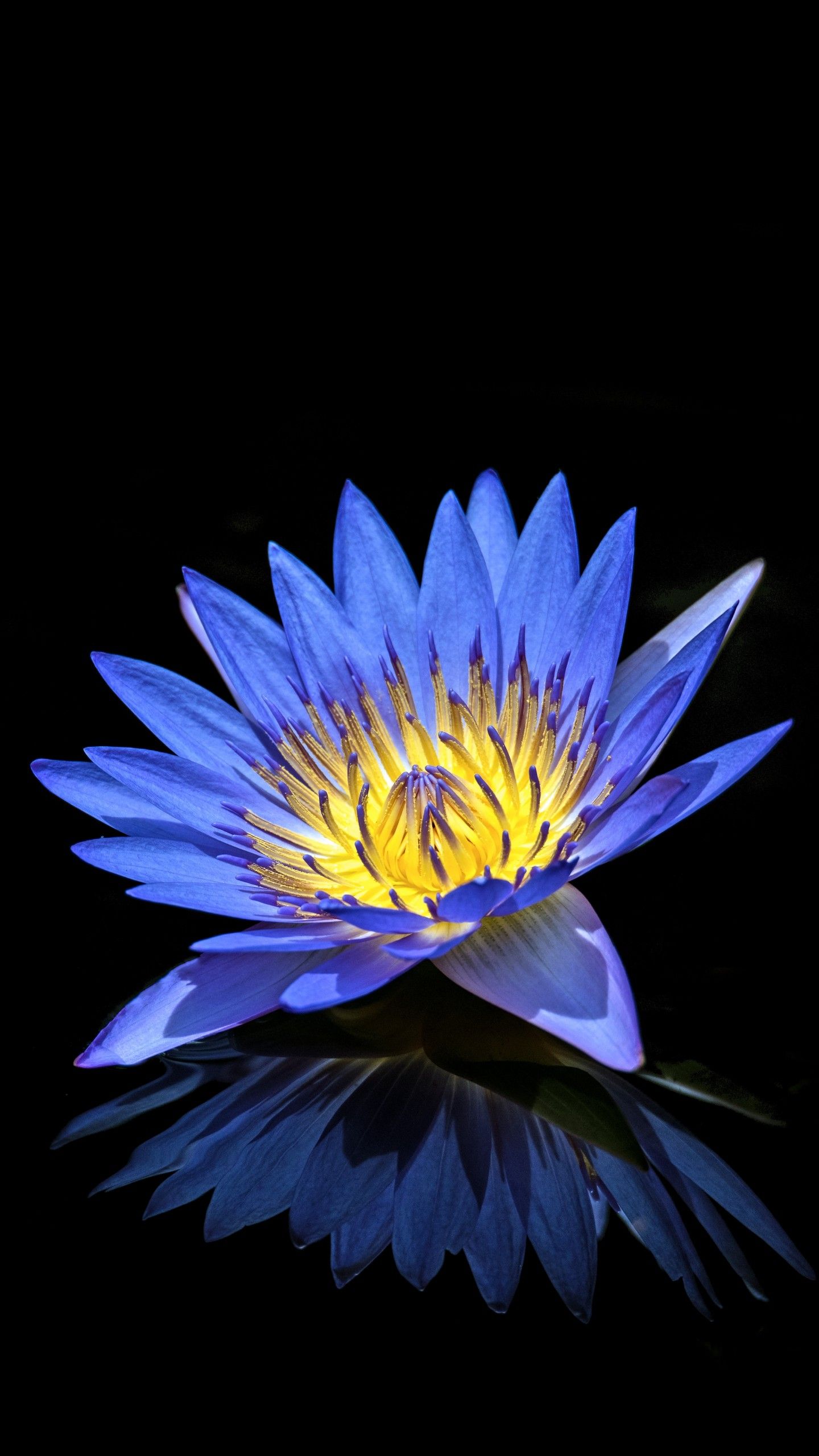 Fiore di loto bianco su acqua, 1920x1530 Full HD+, Desktop