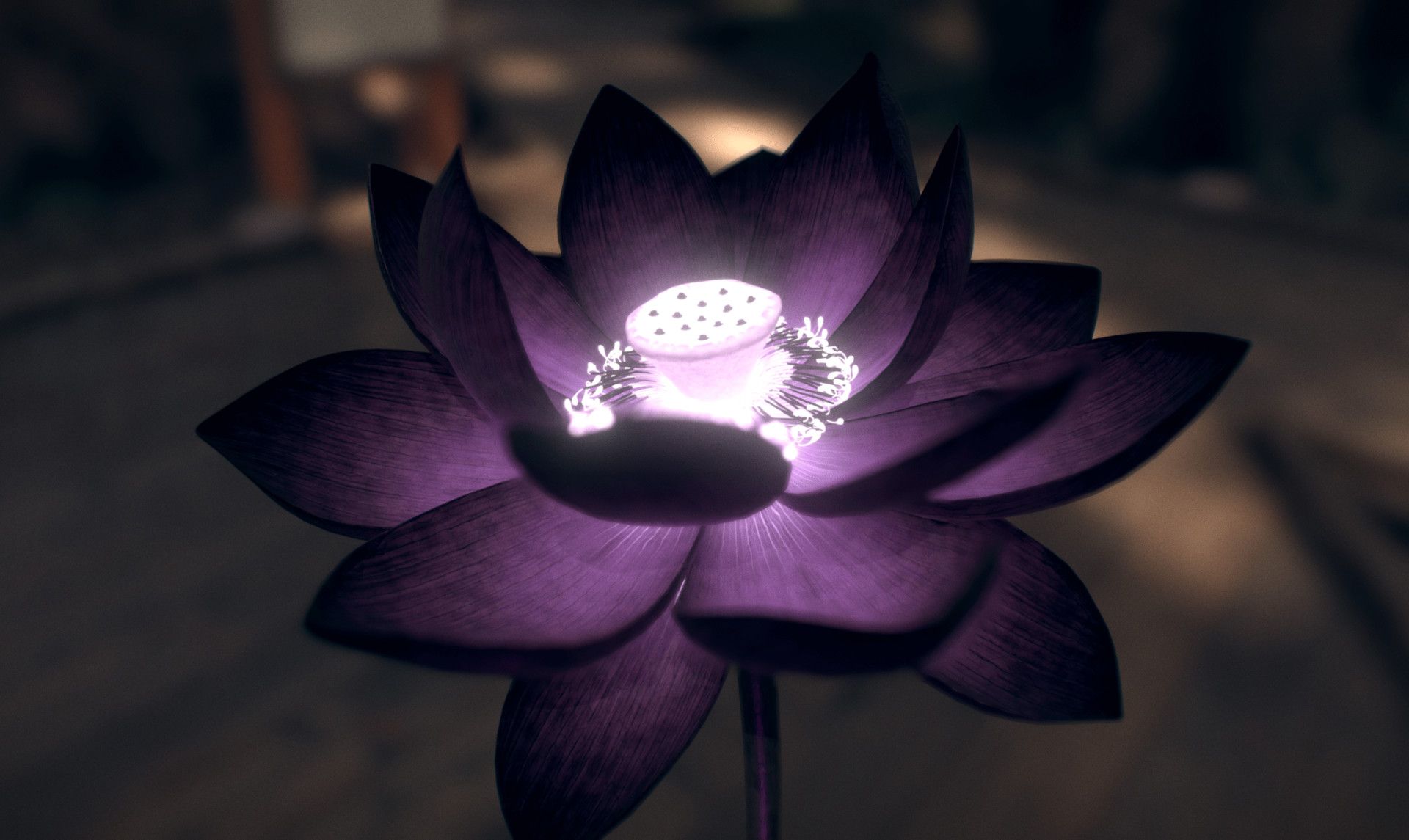 Loto nero tra fiori di loto, 1600x1156 HD, Desktop