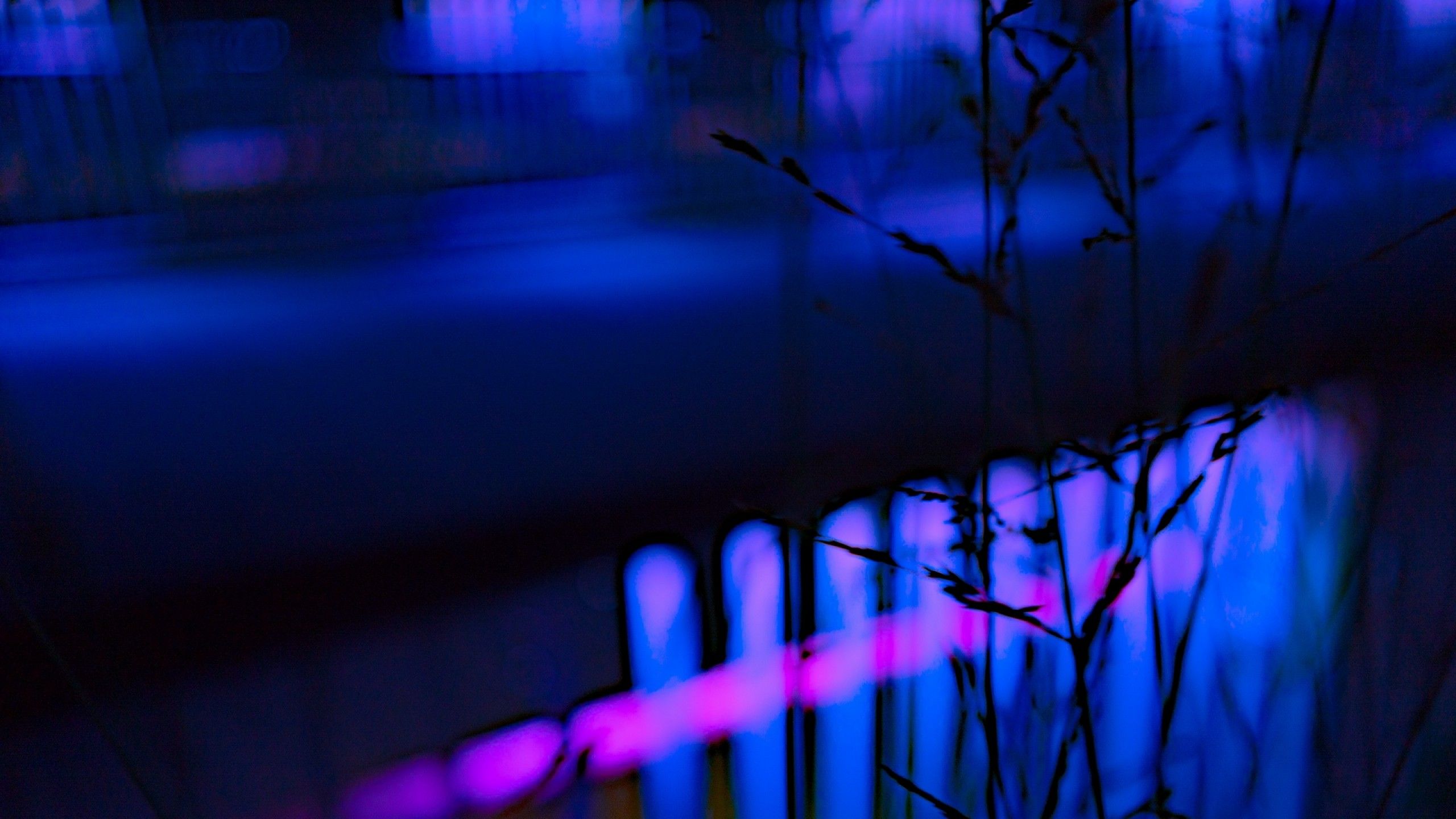 Erba con luci neon blu viola, 2560x1440 1440p, Desktop