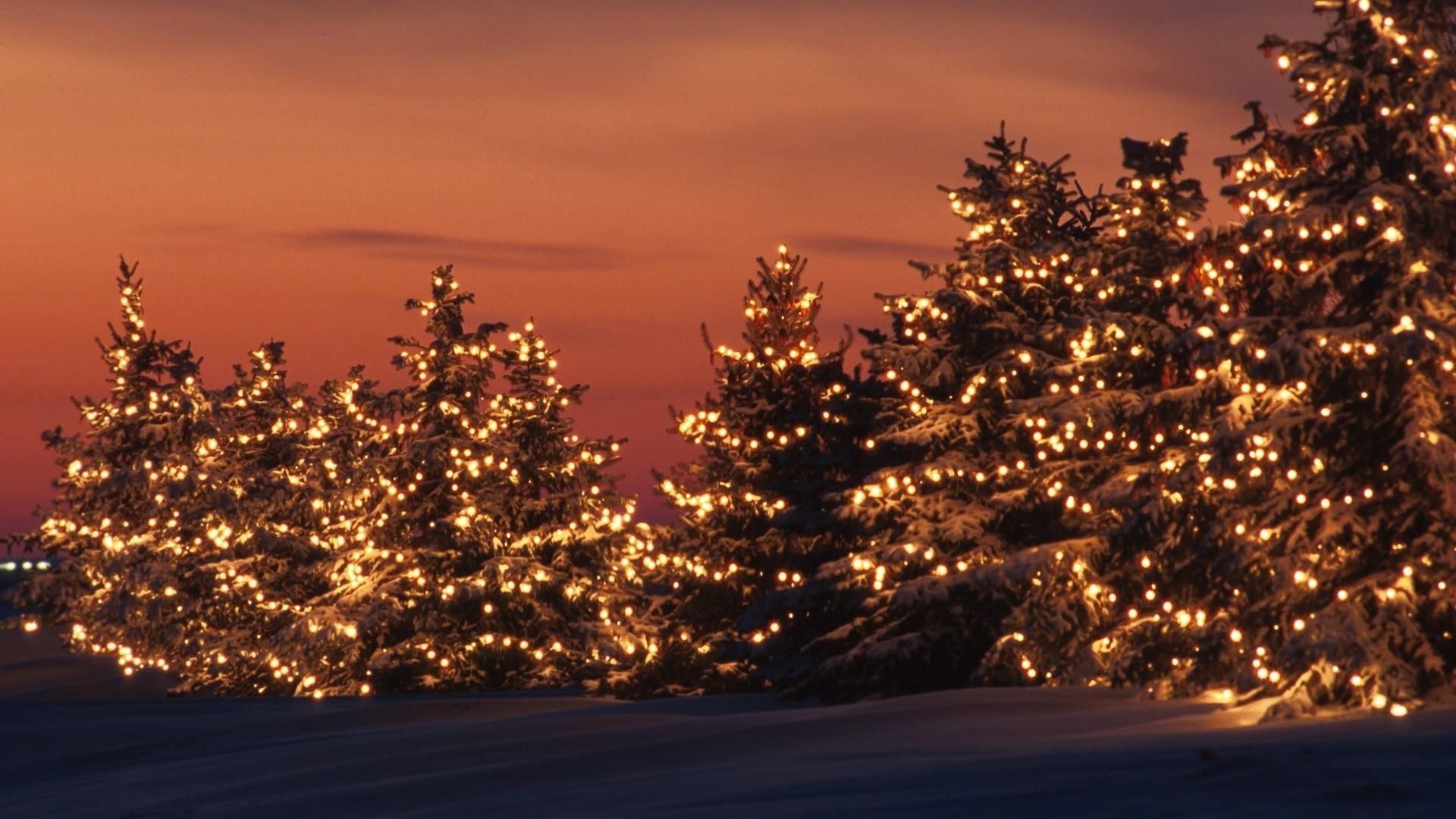 Alberi di Natale illuminati al tramonto, 1920x1080 Full HD, Desktop