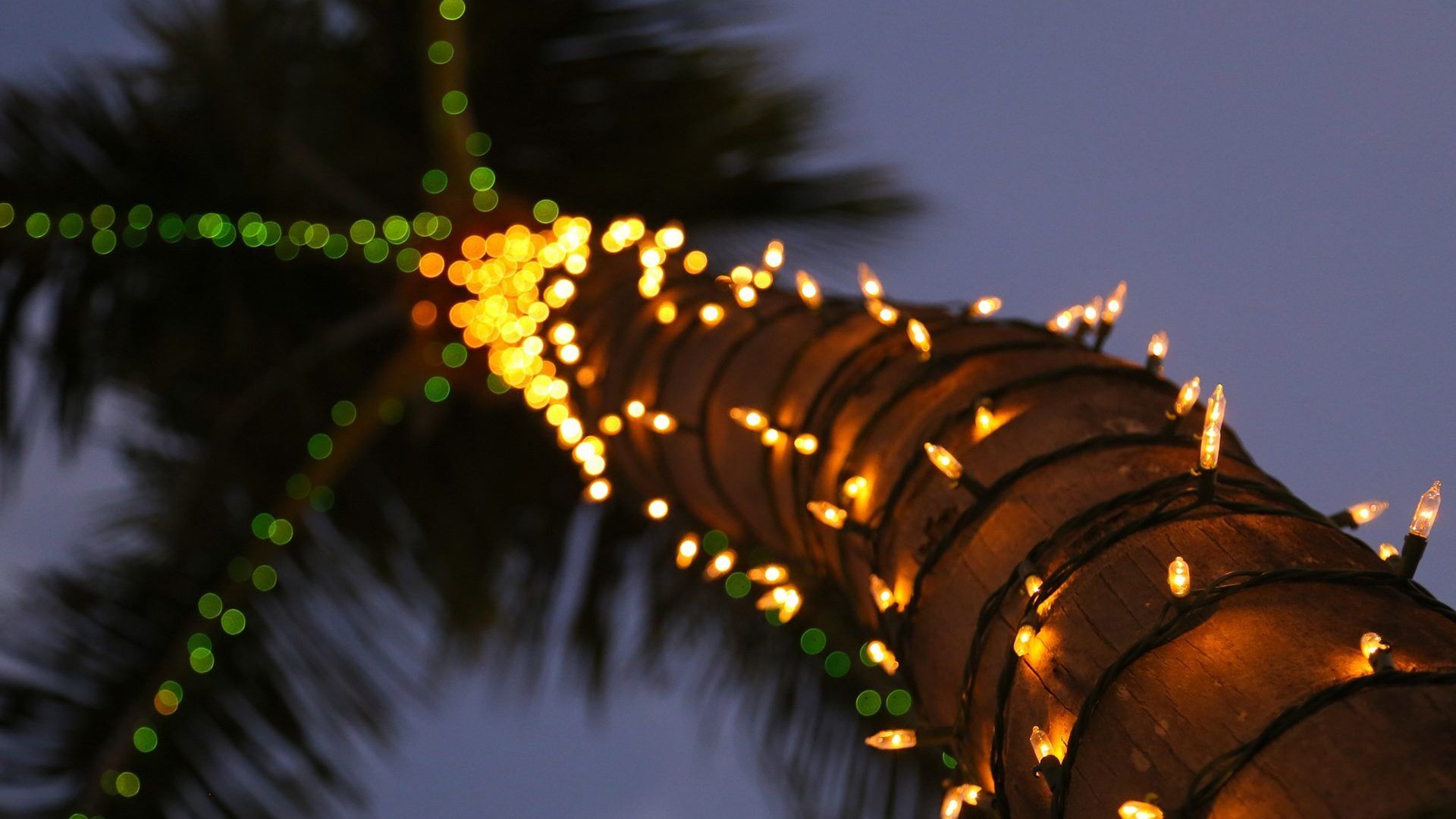 Palma con luci natalizie, 1920x1080 Full HD, PC