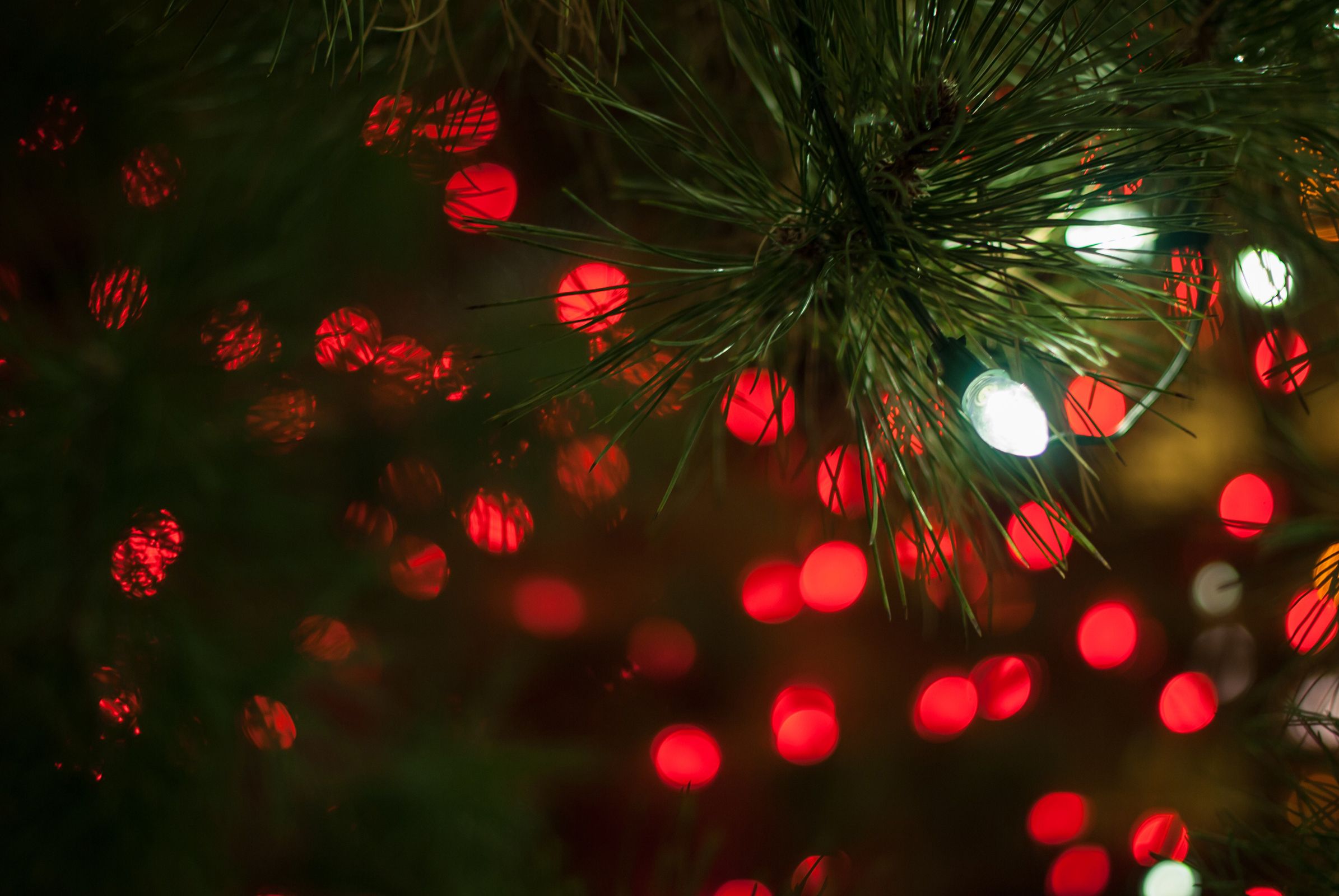 Ramo pino con luci rosse bokeh, 2390x1600 Hi-Res, iMac